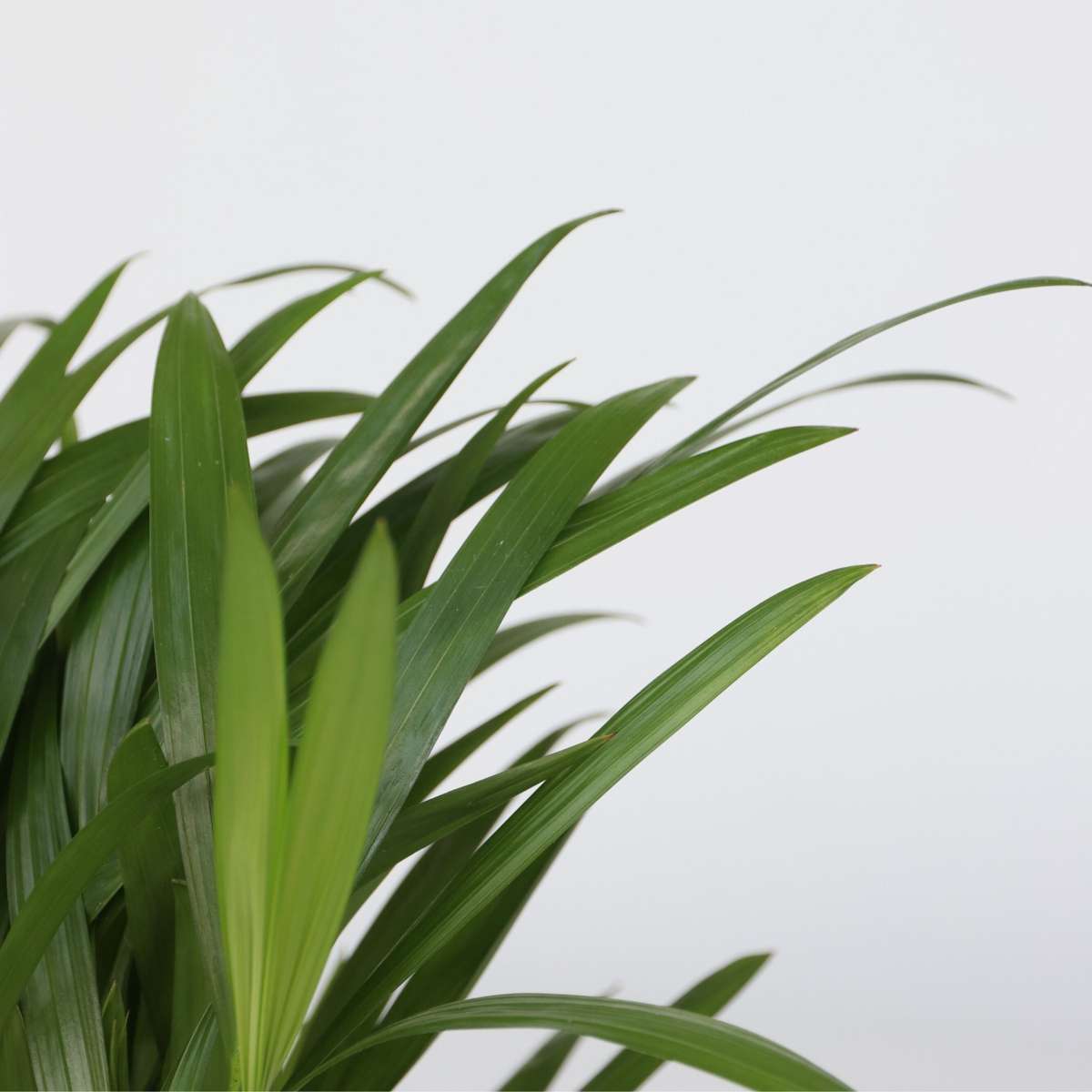 Air Purifying Mix - 5 pcs. - Houseplants - Height 25-40cm - ⌀12cm