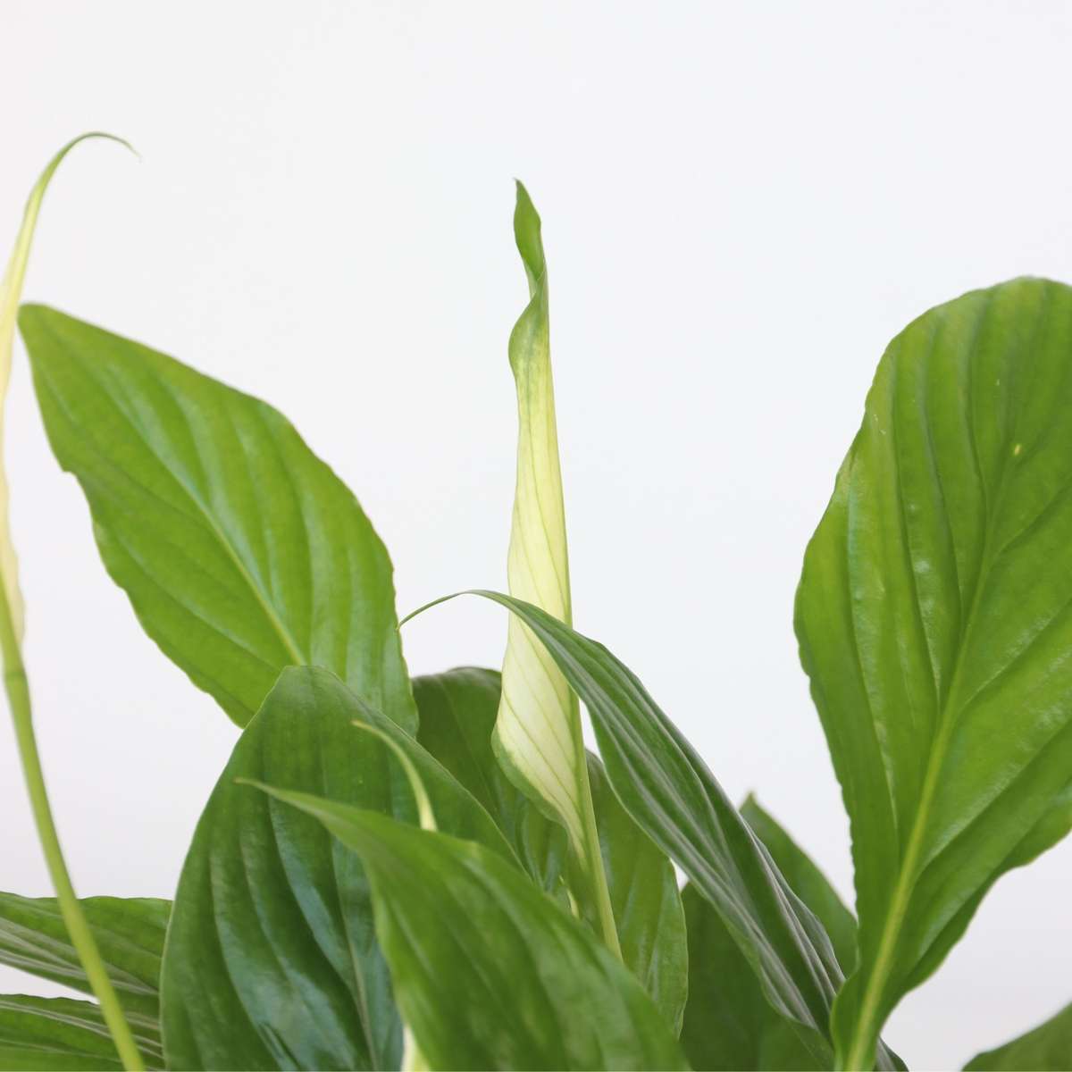 Air Purifying Mix - 5 pcs. - Houseplants - Height 25-40cm - ⌀12cm