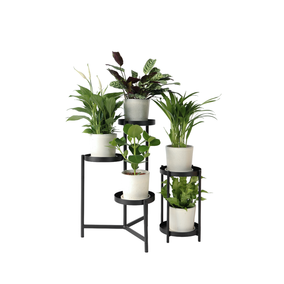 Air Purifying Mix - 5 pcs. - Houseplants - Height 25-40cm - ⌀12cm