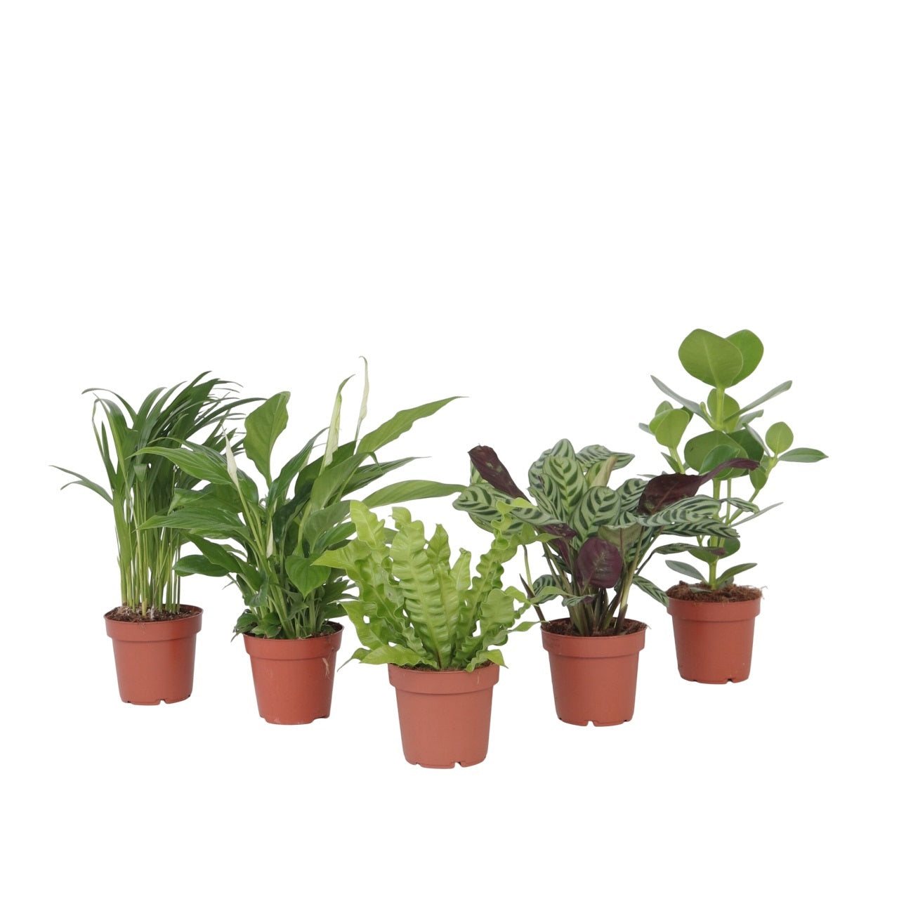 Air Purifying Mix - 5 pcs. - Houseplants - Height 25-40cm - ⌀12cm