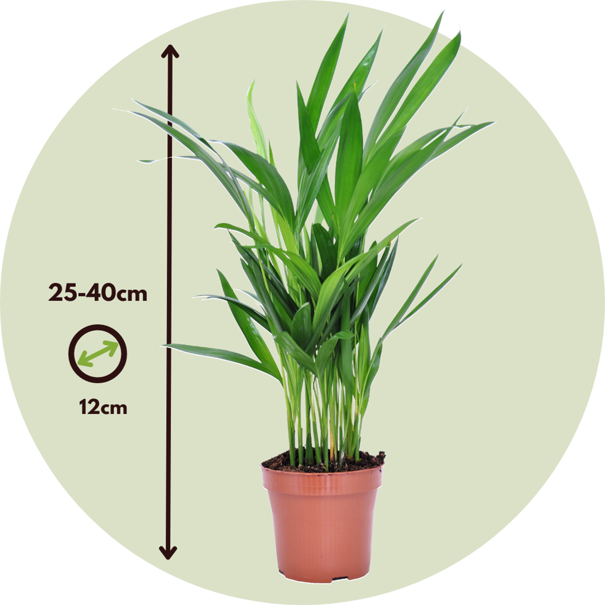 Air Purifying Mix - 5 pcs. - Houseplants - Height 25-40cm - ⌀12cm