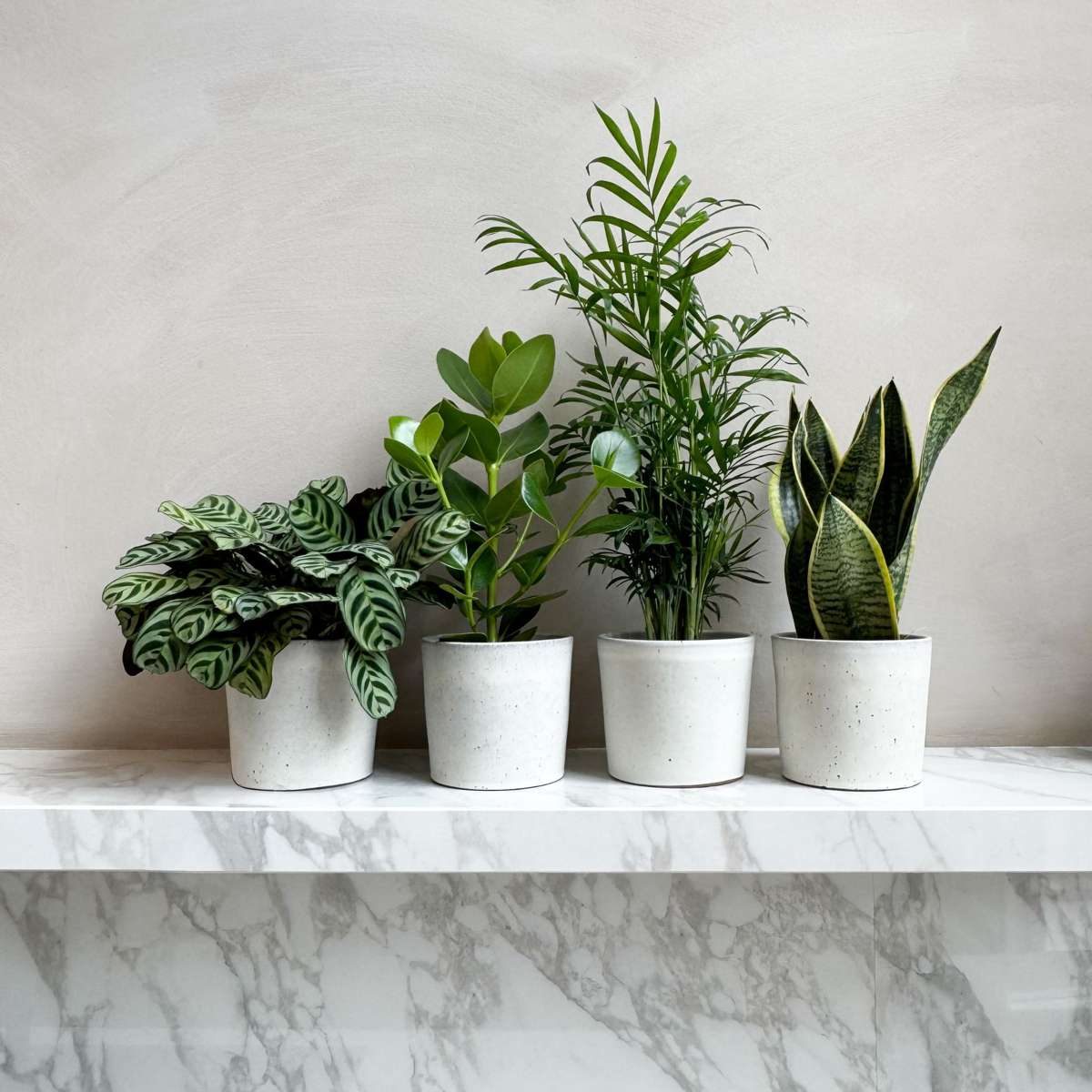 Mélange de plantes faciles d'entretien - Set de 4 - Hauteur 25-40cm - ⌀12cm