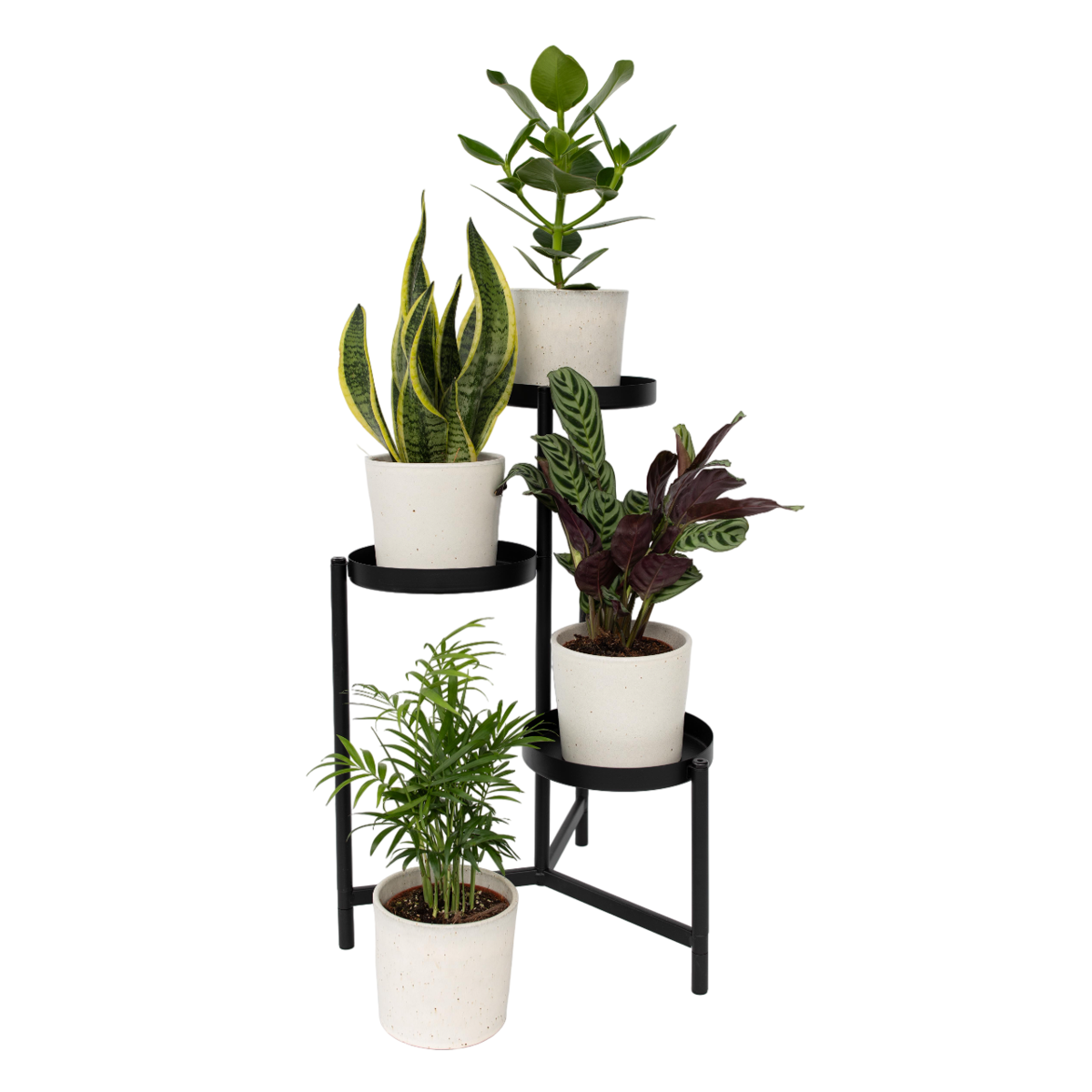 Mélange de plantes faciles d'entretien - Set de 4 - Hauteur 25-40cm - ⌀12cm