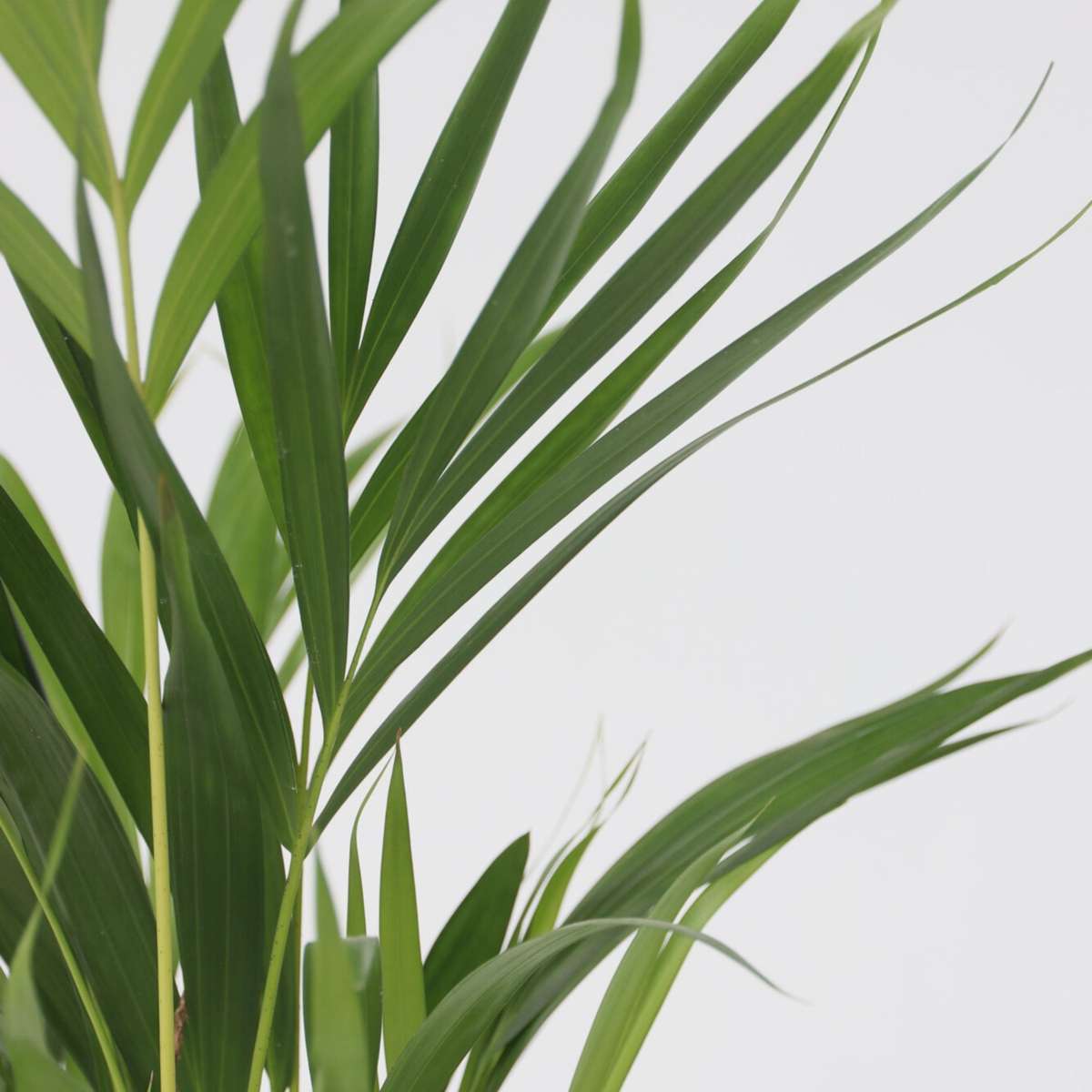 Fresh Green Mix - 3 pcs. - Dypsis, Clusia rosea, Alocasia - H50-70cm - ⌀17cm