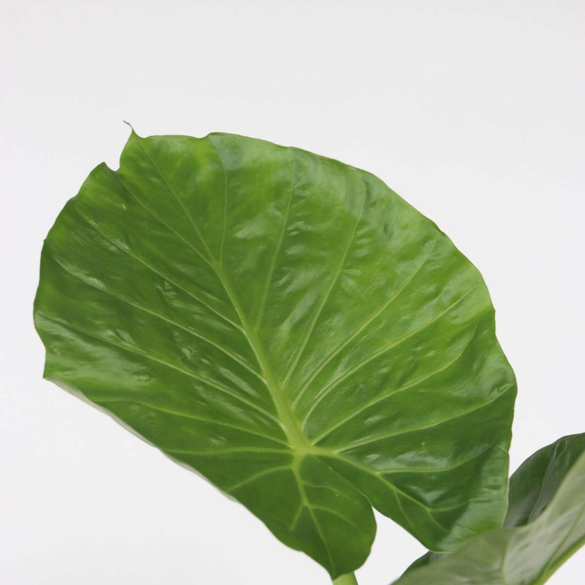 Fresh Green Mix - 3 pcs. - Dypsis, Clusia rosea, Alocasia - H50-70cm - ⌀17cm