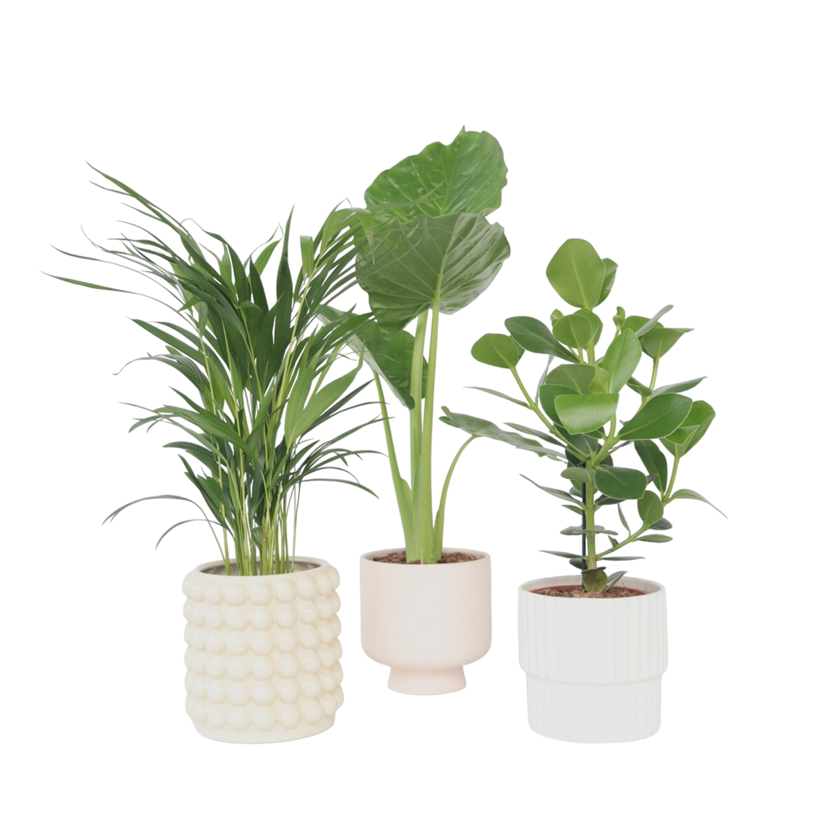 Fresh Green Mix - 3 pcs. - Dypsis, Clusia rosea, Alocasia - H50-70cm - ⌀17cm