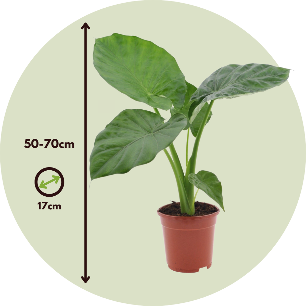 Fresh Green Mix - 3 pcs. - Dypsis, Clusia rosea, Alocasia - H50-70cm - ⌀17cm