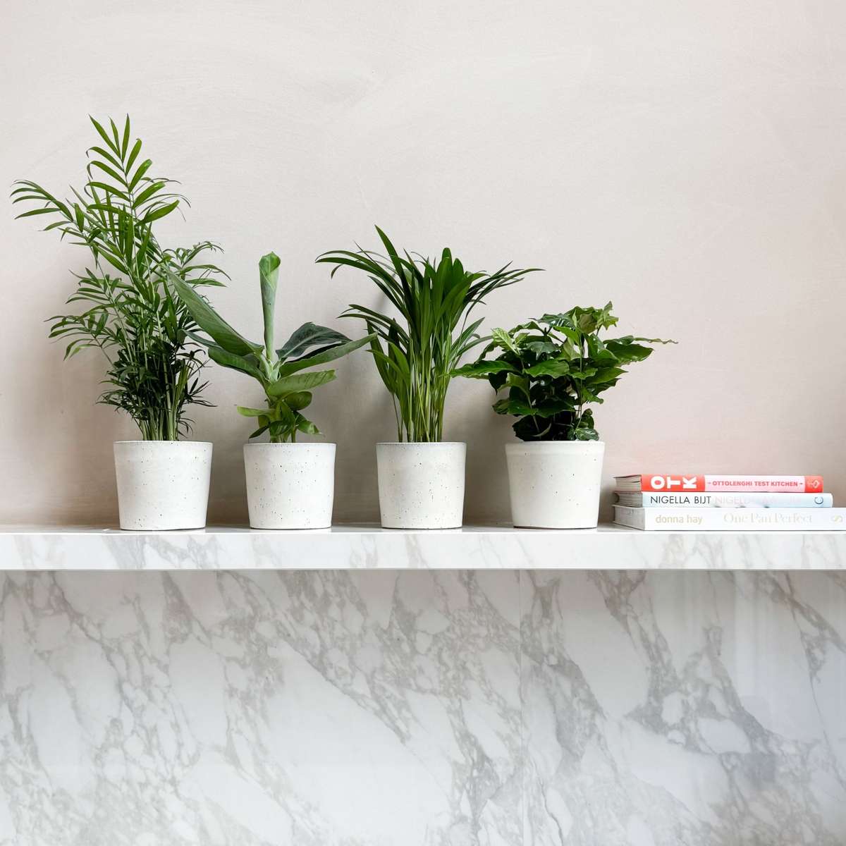 Plantes d'intérieur tendance - Set de 4 - Hauteur 25-40cm - ⌀12cm