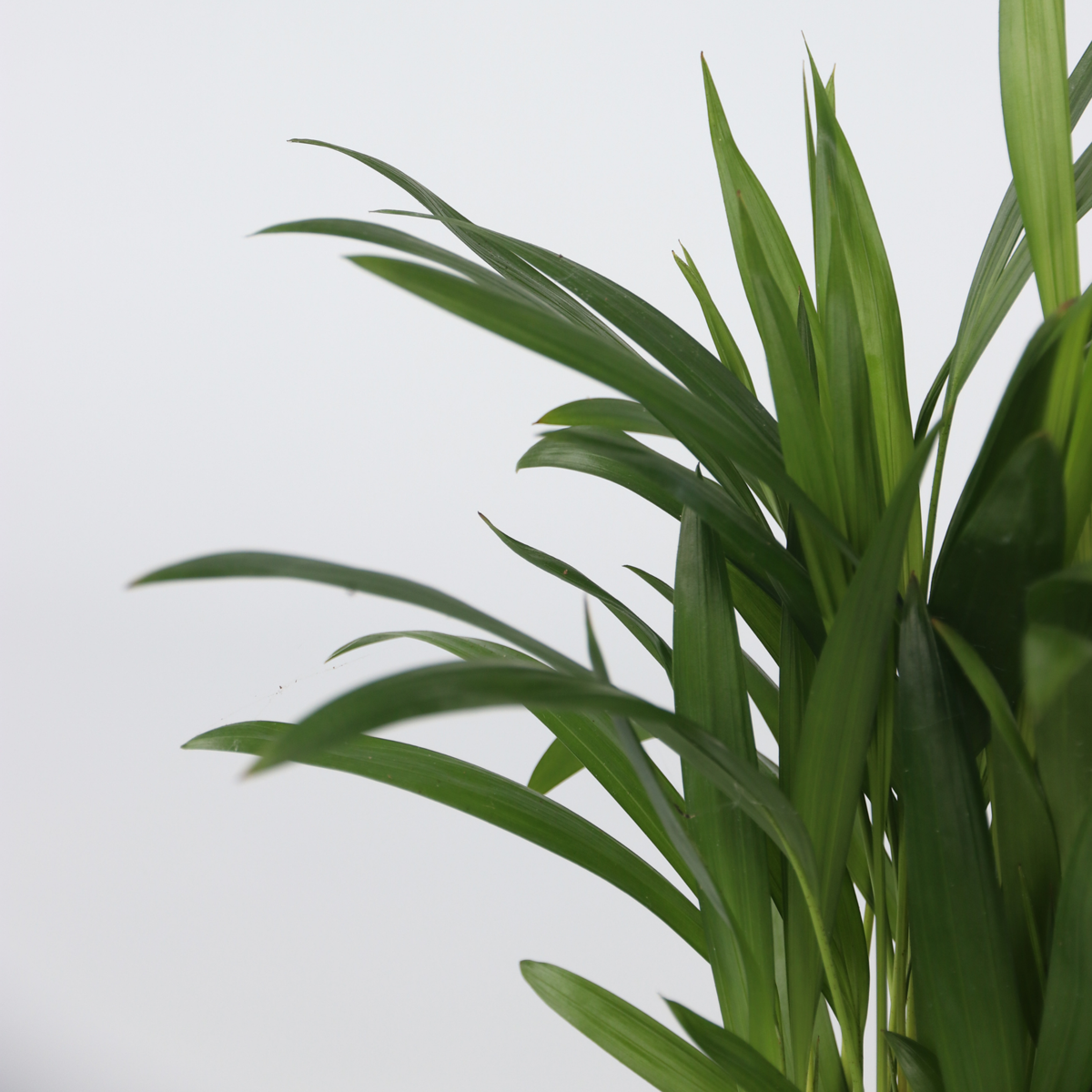 Plantes d'intérieur tendance - Set de 4 - Hauteur 25-40cm - ⌀12cm