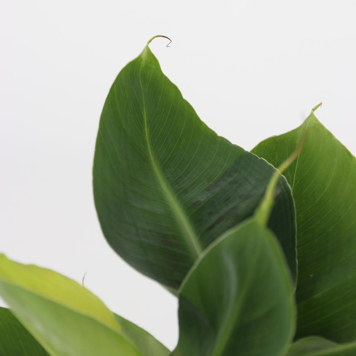 Plantes d'intérieur tendance - Set de 4 - Hauteur 25-40cm - ⌀12cm
