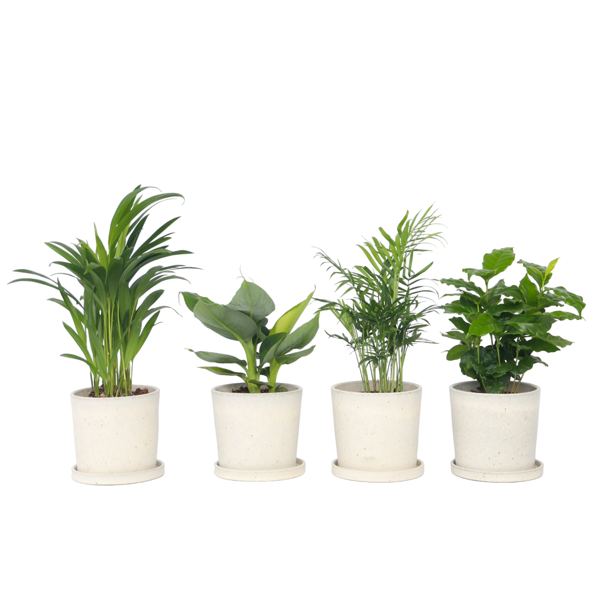 Plantes d'intérieur tendance - Set de 4 - Hauteur 25-40cm - ⌀12cm
