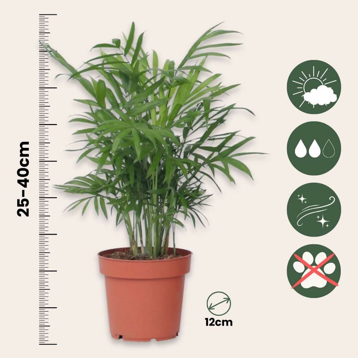 Plantes d'intérieur tendance - Set de 4 - Hauteur 25-40cm - ⌀12cm