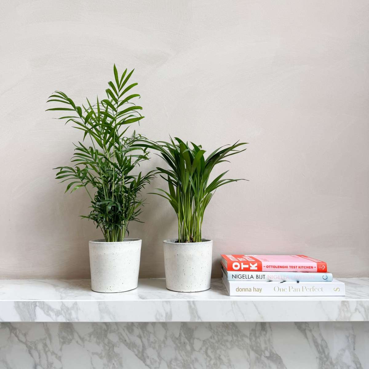 Palmiers d'intérieur - Set de 2 - Dypsis, Chamaedorea - Hauteur 25-40cm - ⌀12cm