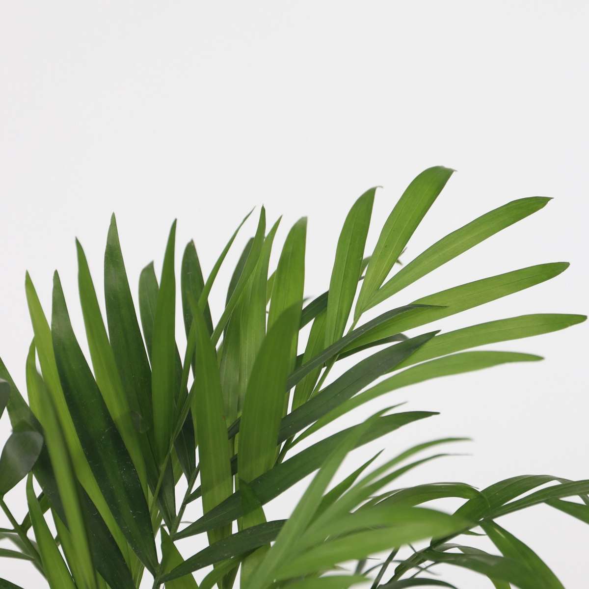 Palmiers d'intérieur - Set de 2 - Dypsis, Chamaedorea - Hauteur 25-40cm - ⌀12cm