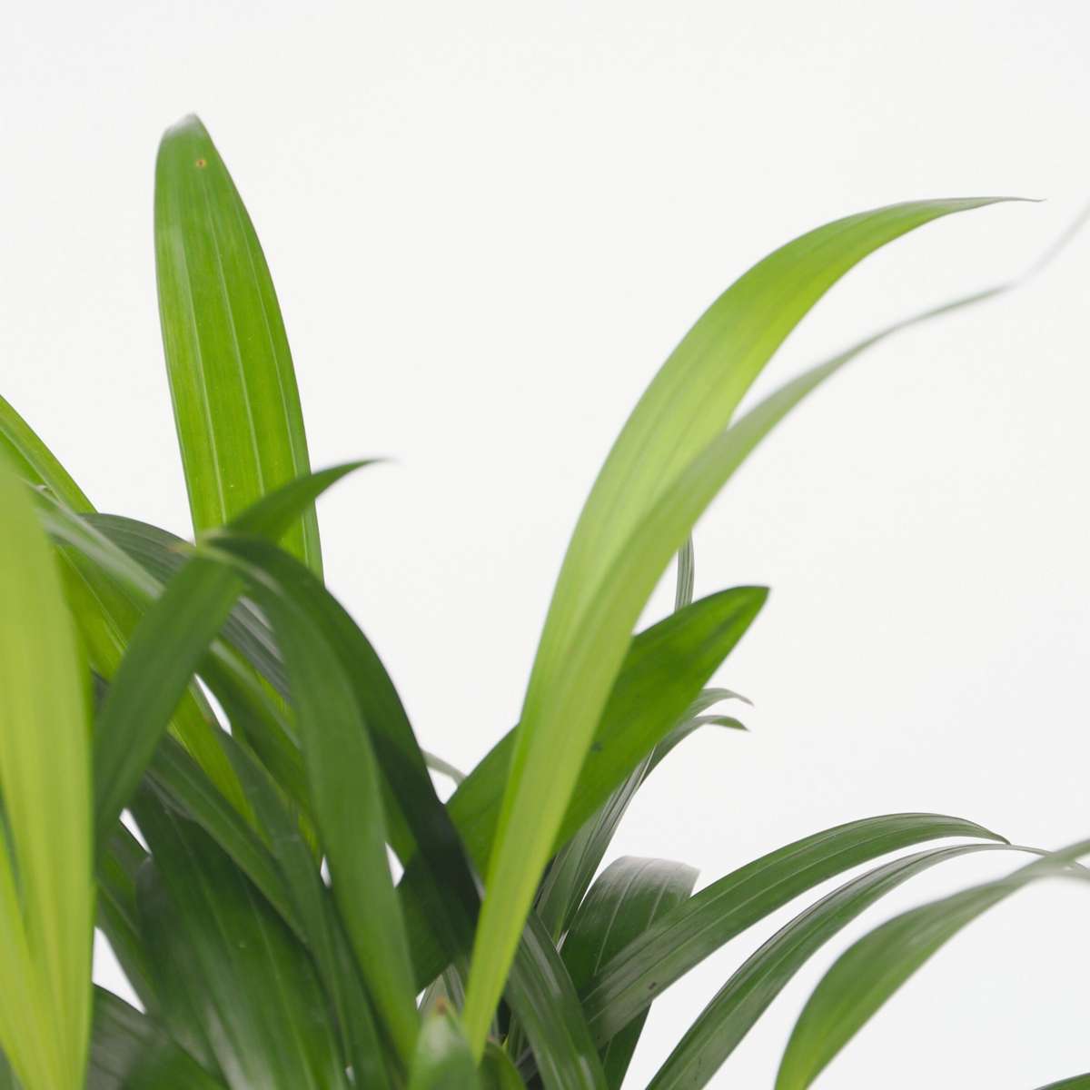 Palmiers d'intérieur - Set de 2 - Dypsis, Chamaedorea - Hauteur 25-40cm - ⌀12cm