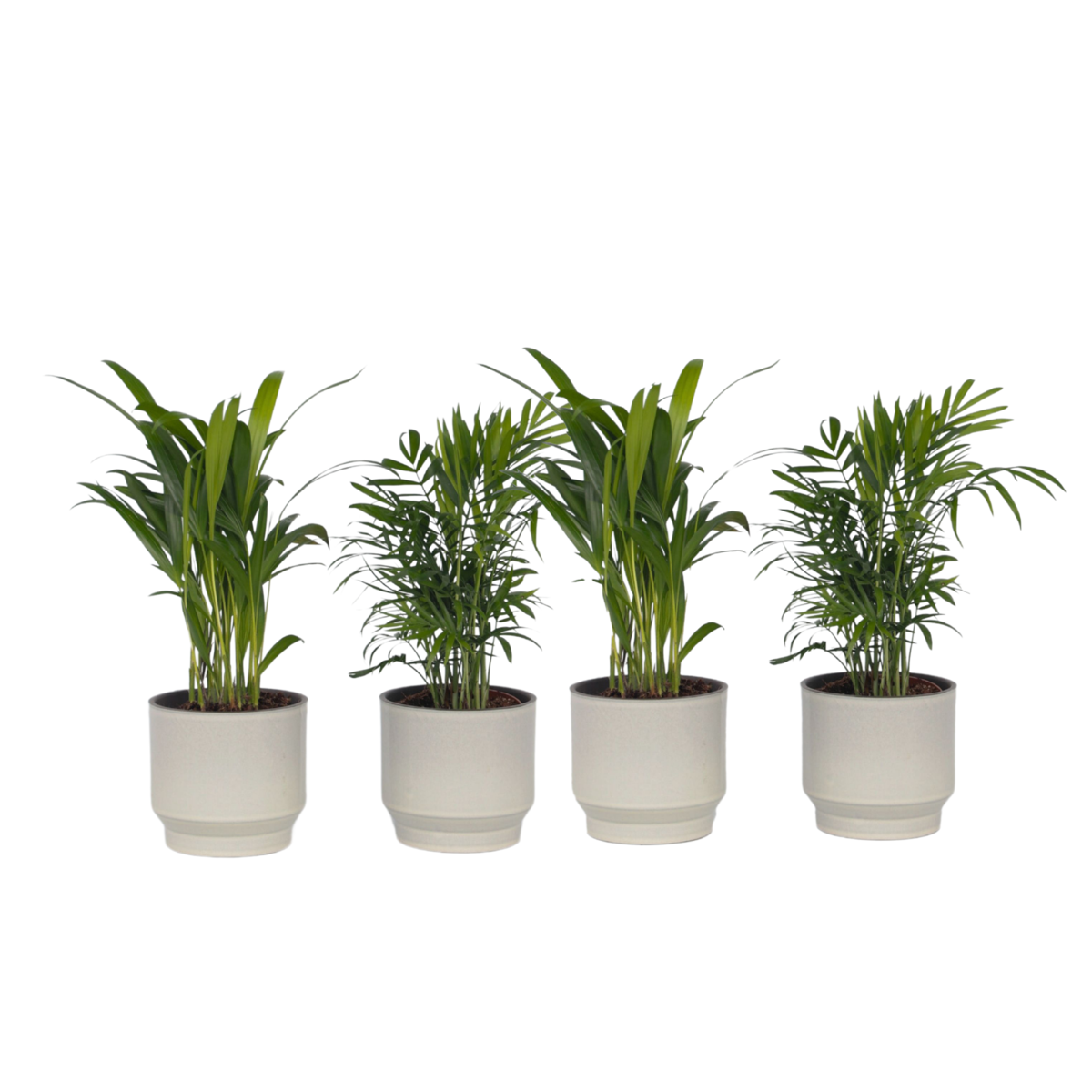 Palmiers d'intérieur - Set de 4 - Dypsis, Chamaedorea - Hauteur 25-40cm - ⌀12cm