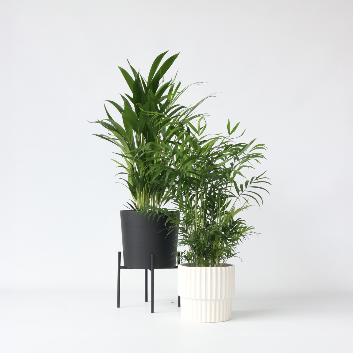 Palmiers d'intérieur - Set de 2 - Chamaedorea, Dypsis - Hauteur 50-70cm - ⌀17cm