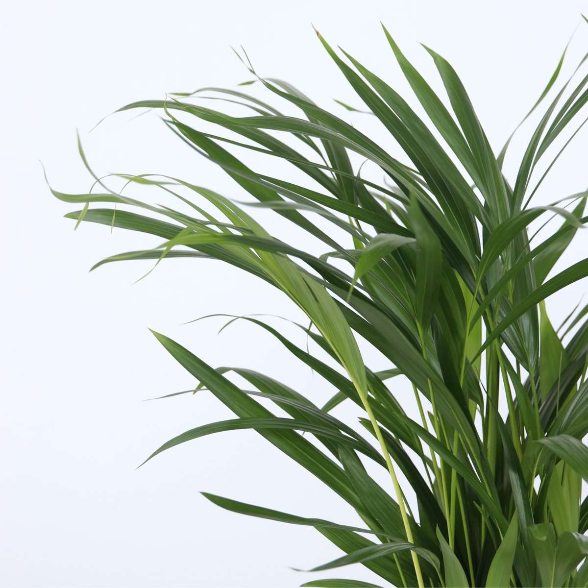 Palmiers d'intérieur - Set de 2 - Chamaedorea, Dypsis - Hauteur 50-70cm - ⌀17cm