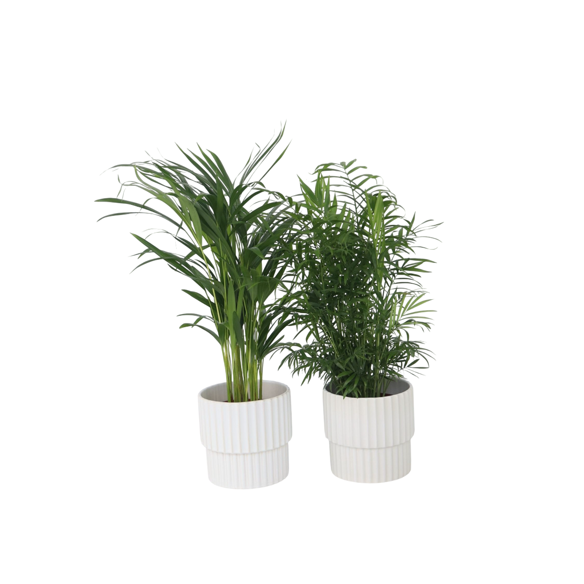 Palmiers d'intérieur - Set de 2 - Chamaedorea, Dypsis - Hauteur 50-70cm - ⌀17cm