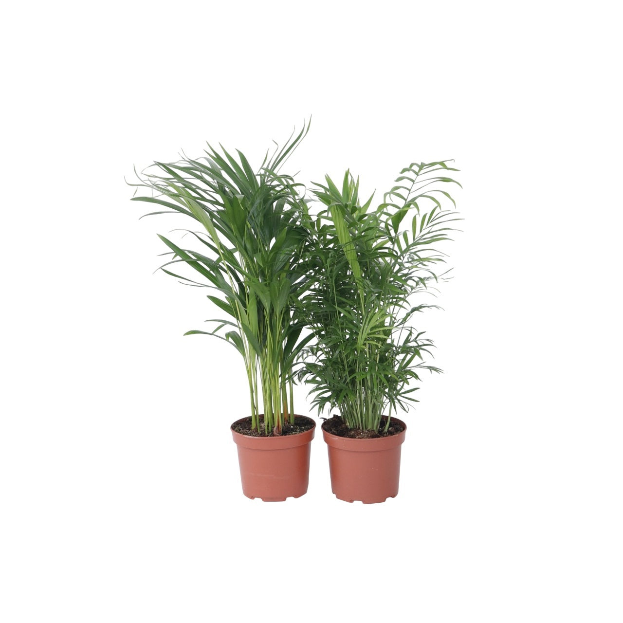 Palmiers d'intérieur - Set de 2 - Chamaedorea, Dypsis - Hauteur 50-70cm - ⌀17cm