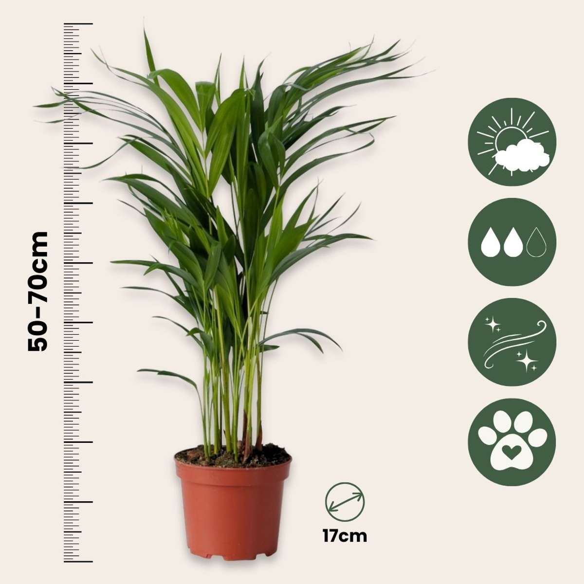Palmiers d'intérieur - Set de 2 - Chamaedorea, Dypsis - Hauteur 50-70cm - ⌀17cm