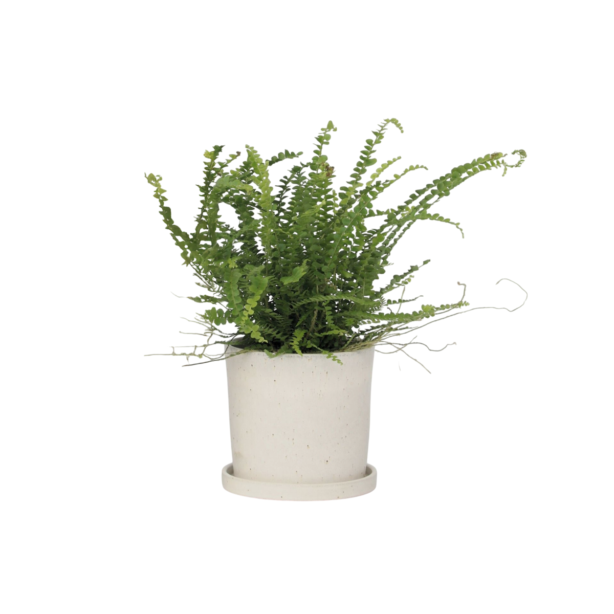 Fougère de Duff - Nephrolepis 'Duffii' - Hauteur 25-40cm - ⌀12cm