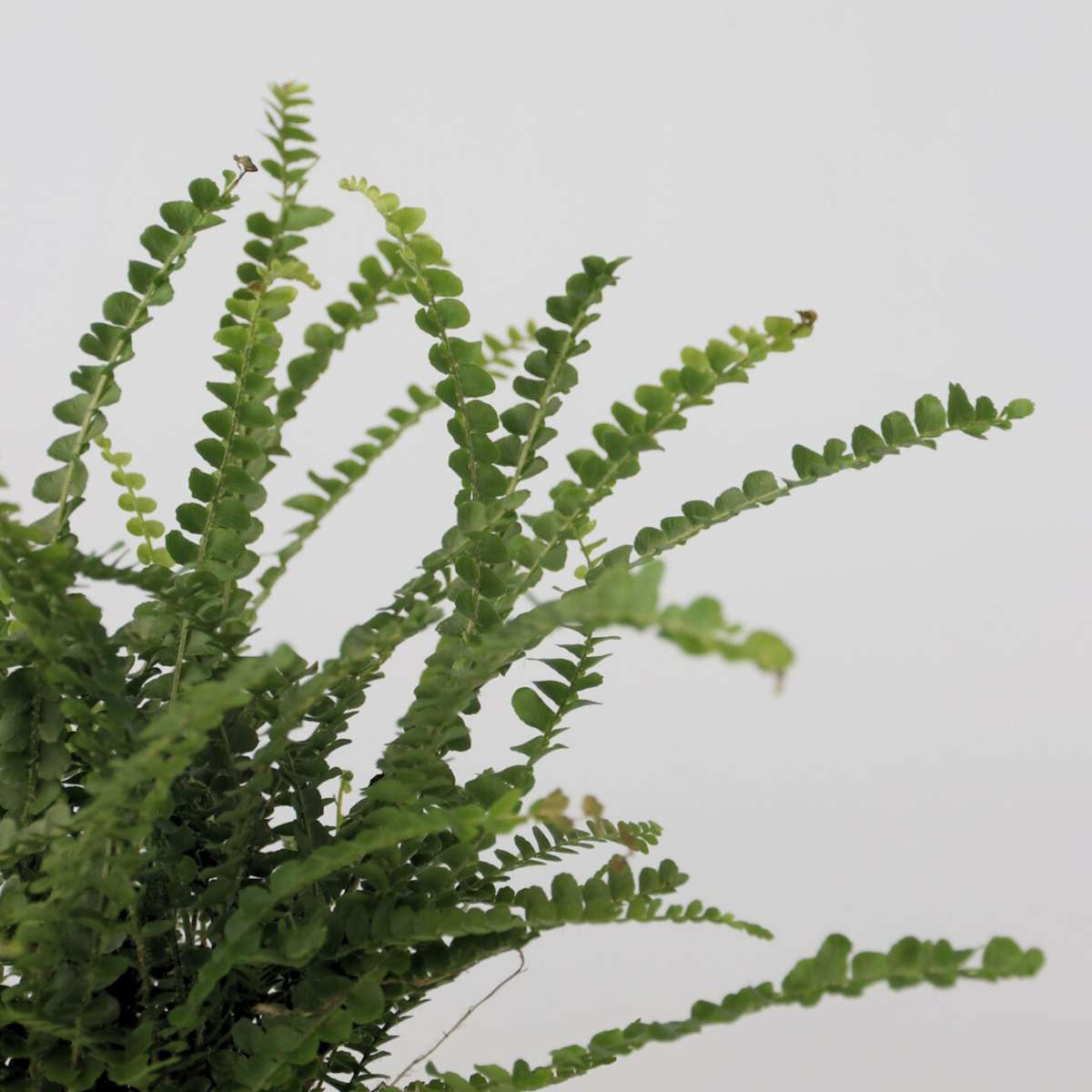 Fougère de Duff - Set de 2 - Nephrolepis 'Duffii' - Hauteur 25-40cm - ⌀12cm