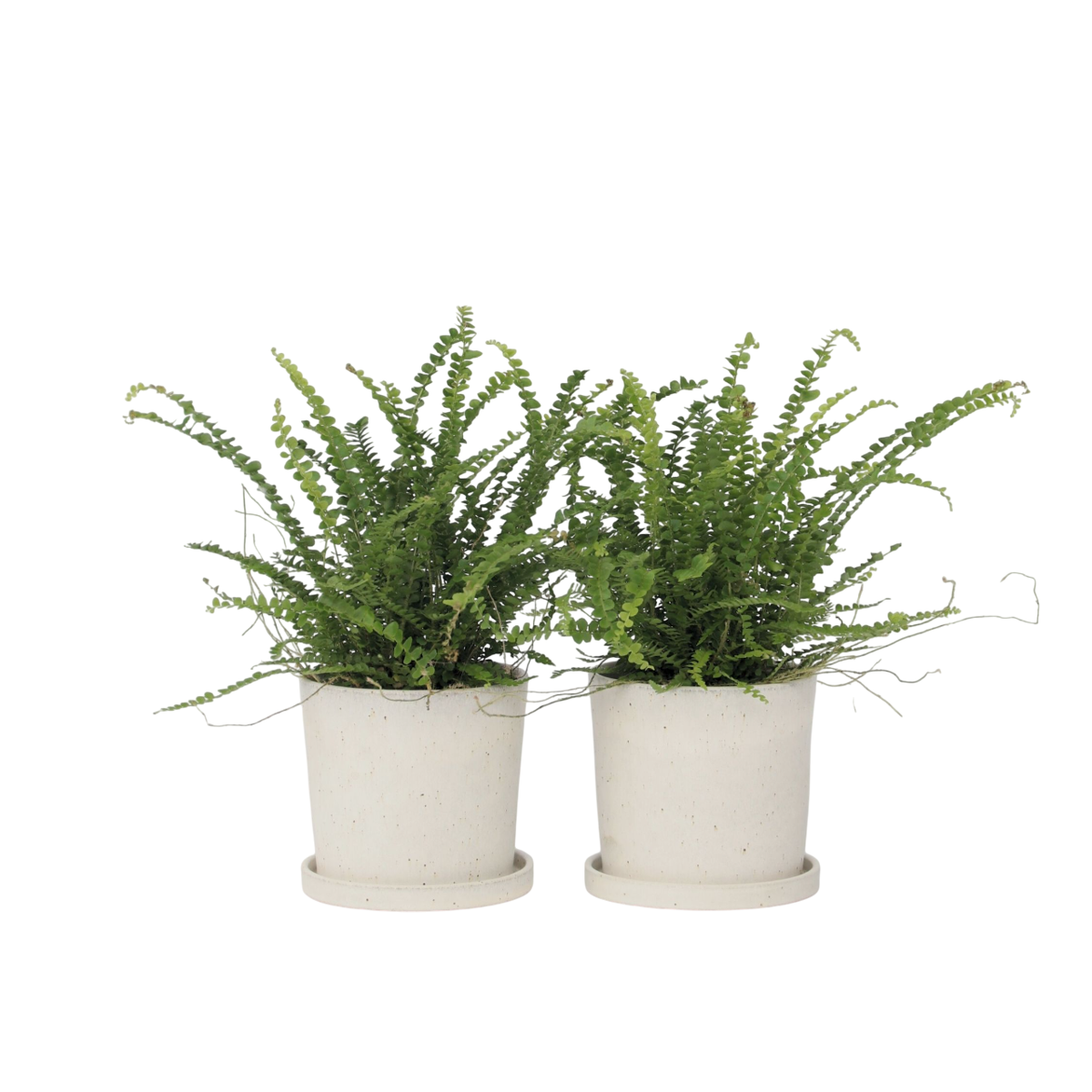 Fougère de Duff - Set de 2 - Nephrolepis 'Duffii' - Hauteur 25-40cm - ⌀12cm