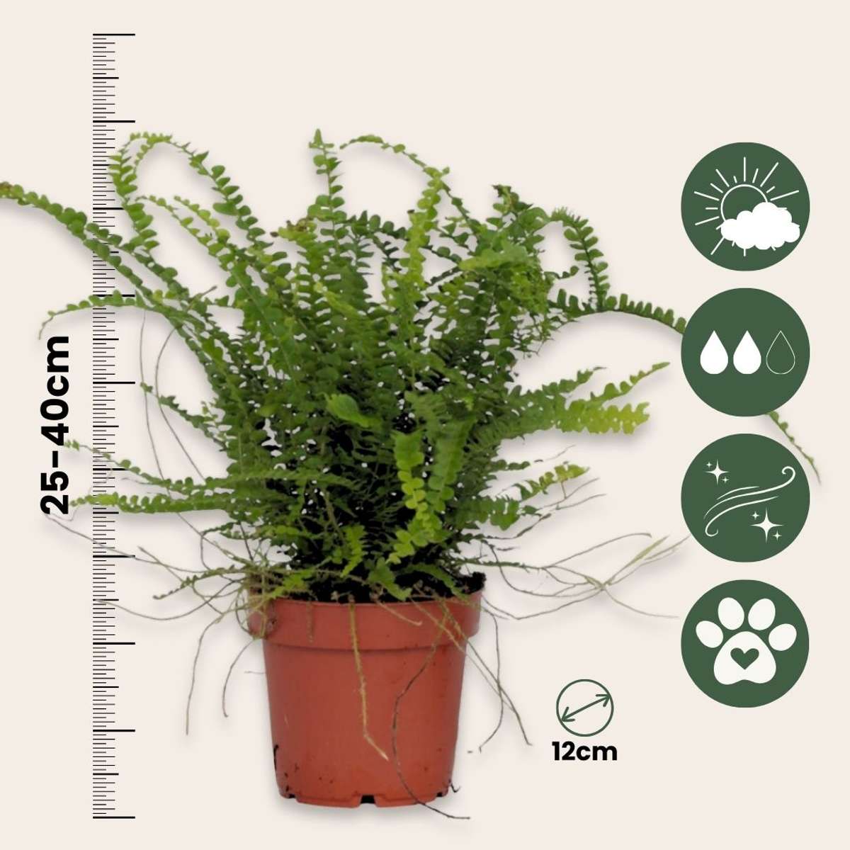 Fougère de Duff - Set de 2 - Nephrolepis 'Duffii' - Hauteur 25-40cm - ⌀12cm