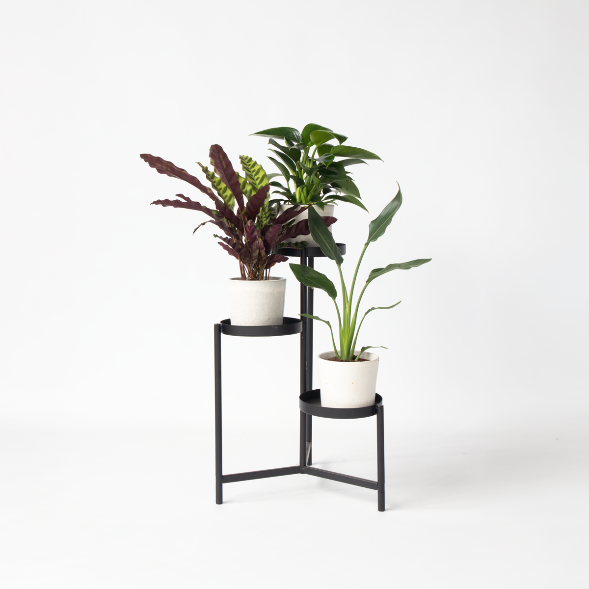 Mélange de plantes vertes d'intérieur - Set de 3 - Hauteur 25-40cm - ⌀12cm