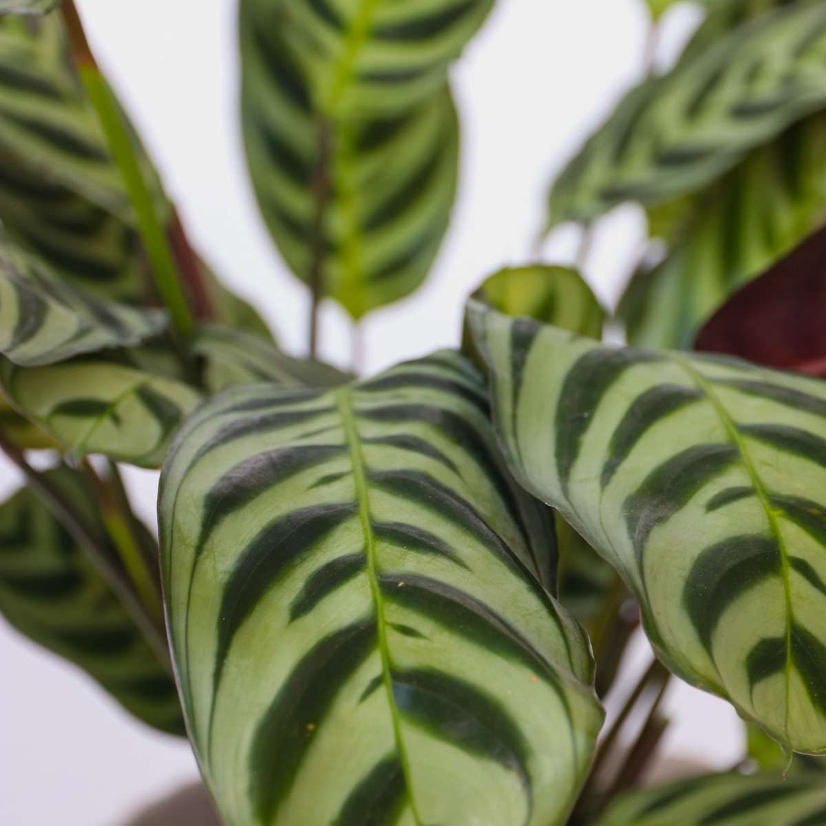 Mélange de plantes d'intérieur - Set de 3 - Hauteur 25-40cm - ⌀12cm