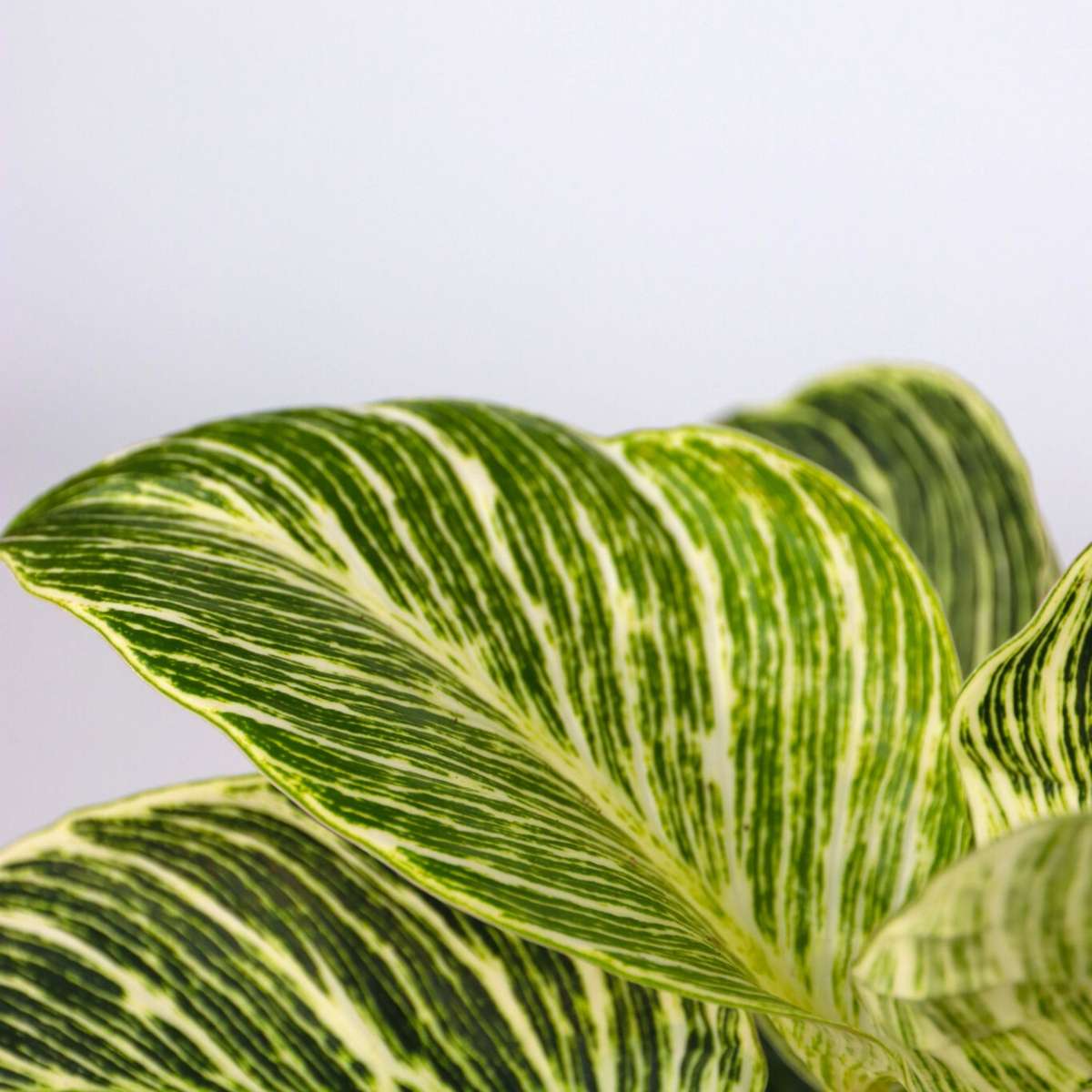 Mélange de plantes d'intérieur - Set de 3 - Hauteur 25-40cm - ⌀12cm