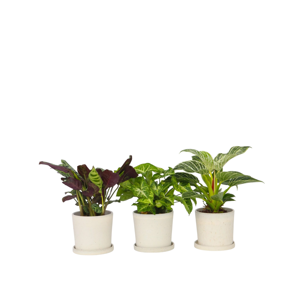 Mélange de plantes d'intérieur - Set de 3 - Hauteur 25-40cm - ⌀12cm