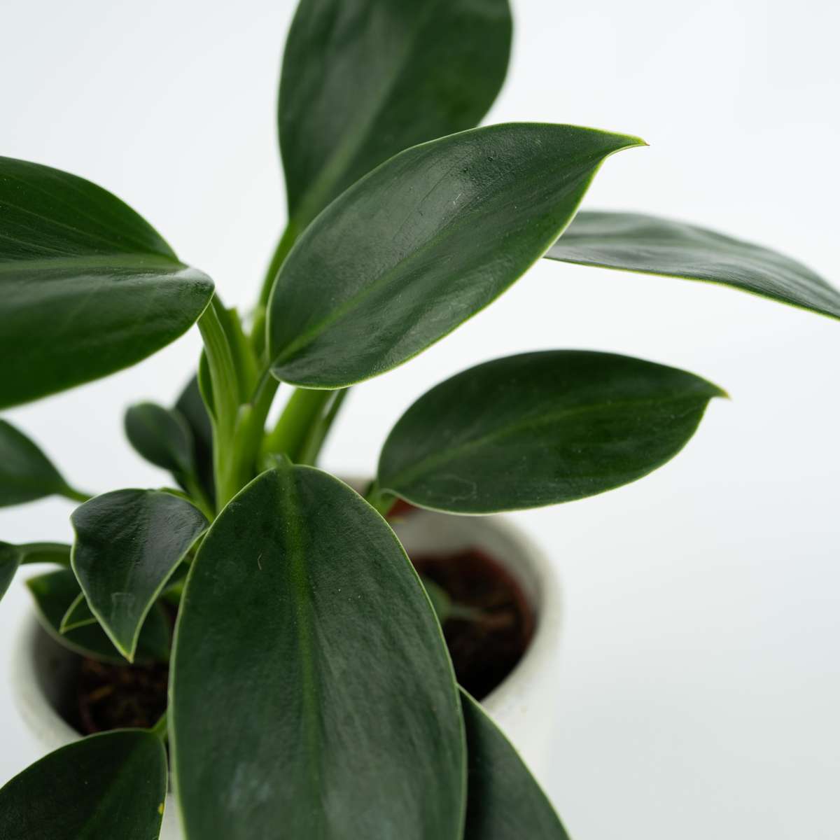 Plante verte - Philodendron 'Green Princess' - Hauteur 20-30cm - ⌀12cm