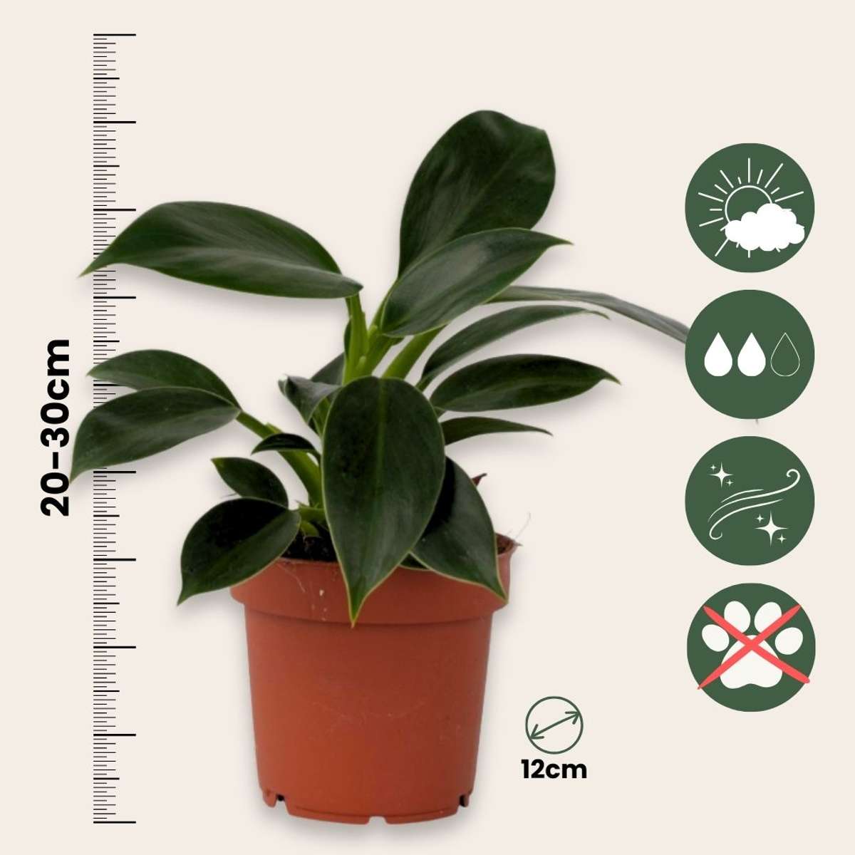 Plante verte - Set de 2 - Philodendron 'Green Princess' - H20-30cm - ⌀12cm