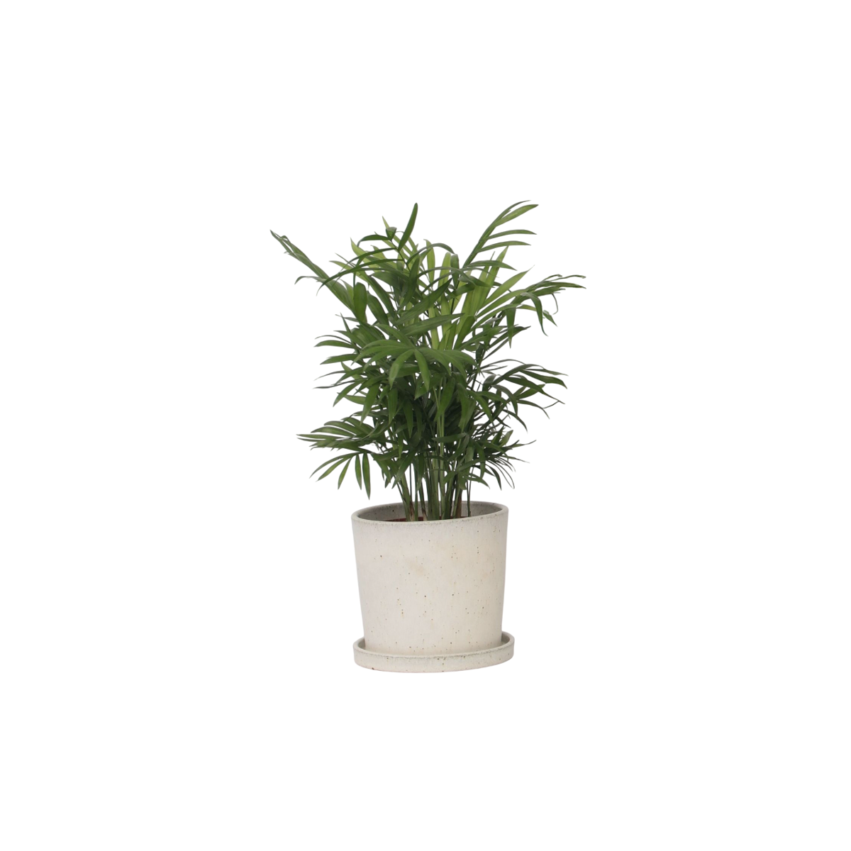 Palmier de salon - Chamaedorea elegans - Hauteur 30-40cm - ⌀12cm