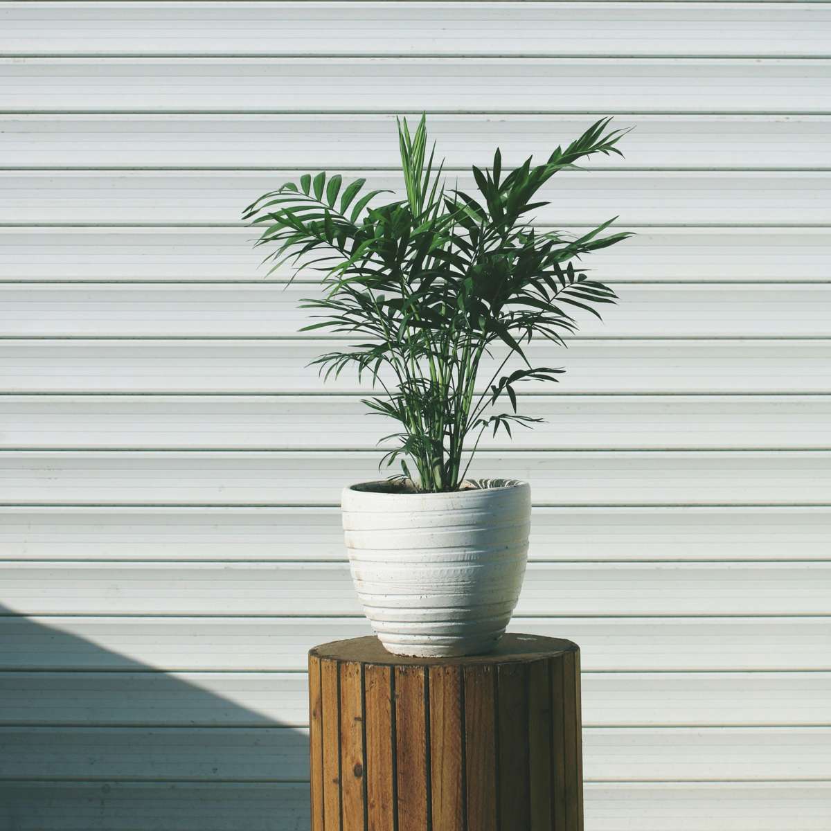 Palmier de salon - Set de 3 - Chamaedorea elegans - Hauteur 30-40cm - ⌀12cm