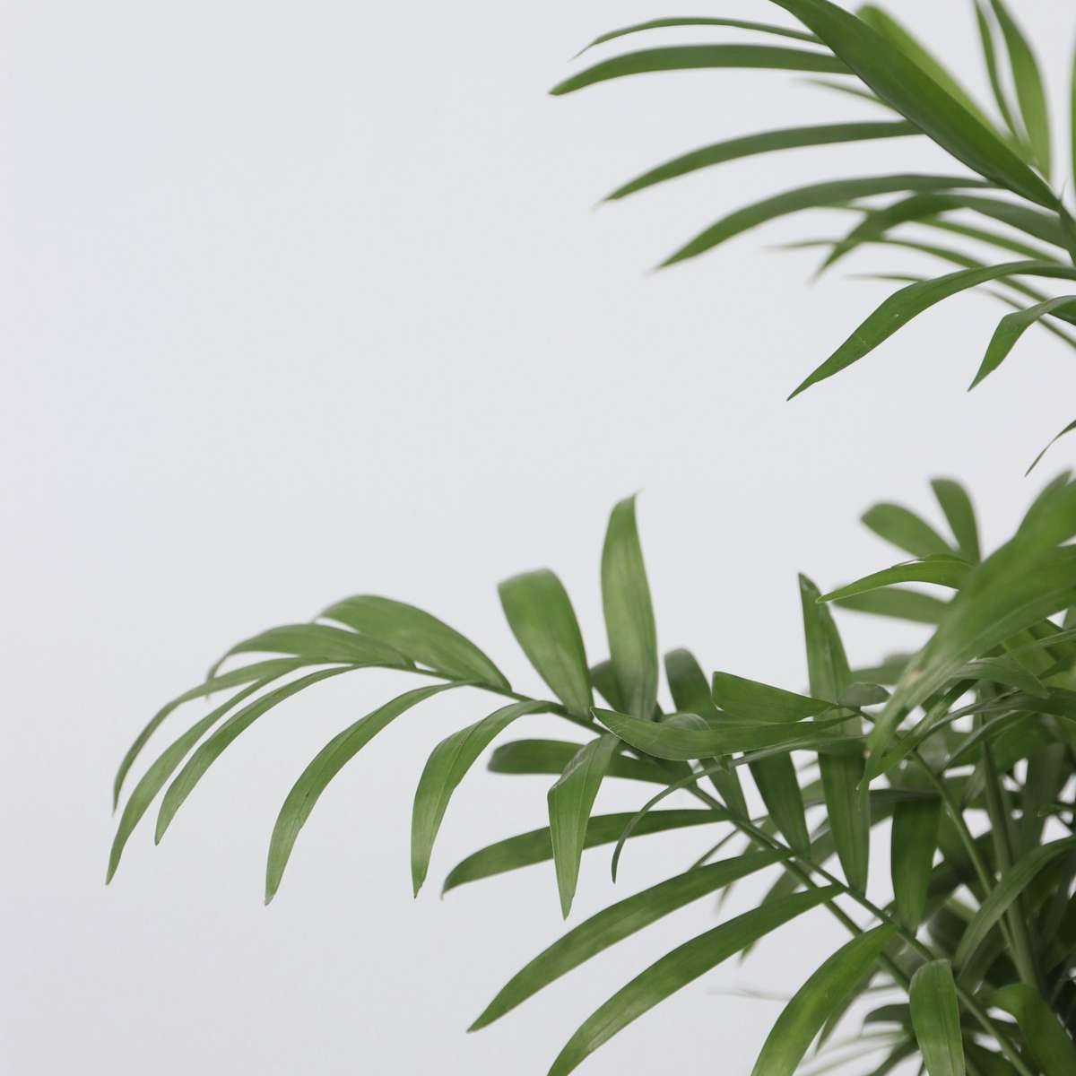 Palmier de salon - Set de 3 - Chamaedorea elegans - Hauteur 30-40cm - ⌀12cm