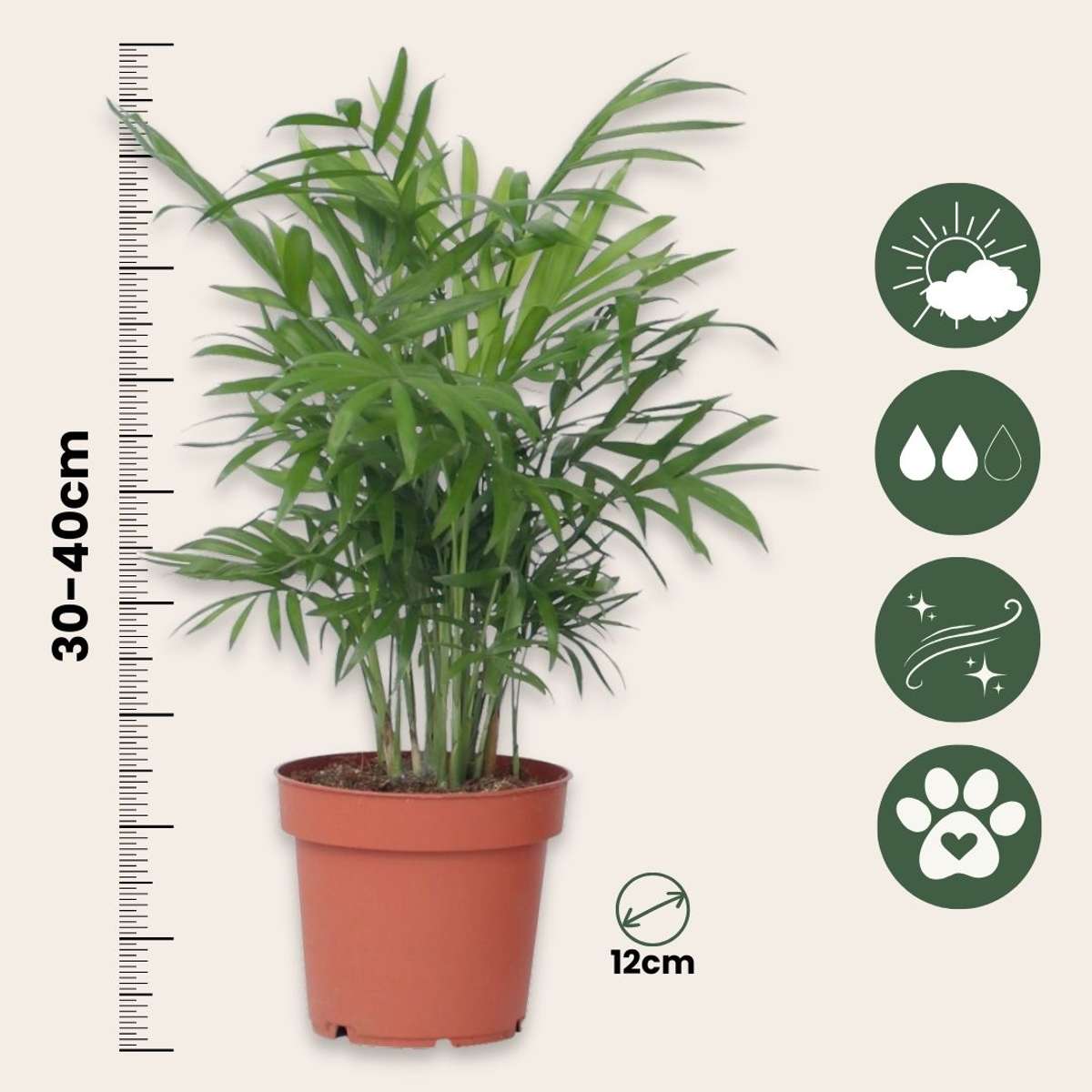Palmier de salon - Set de 3 - Chamaedorea elegans - Hauteur 30-40cm - ⌀12cm