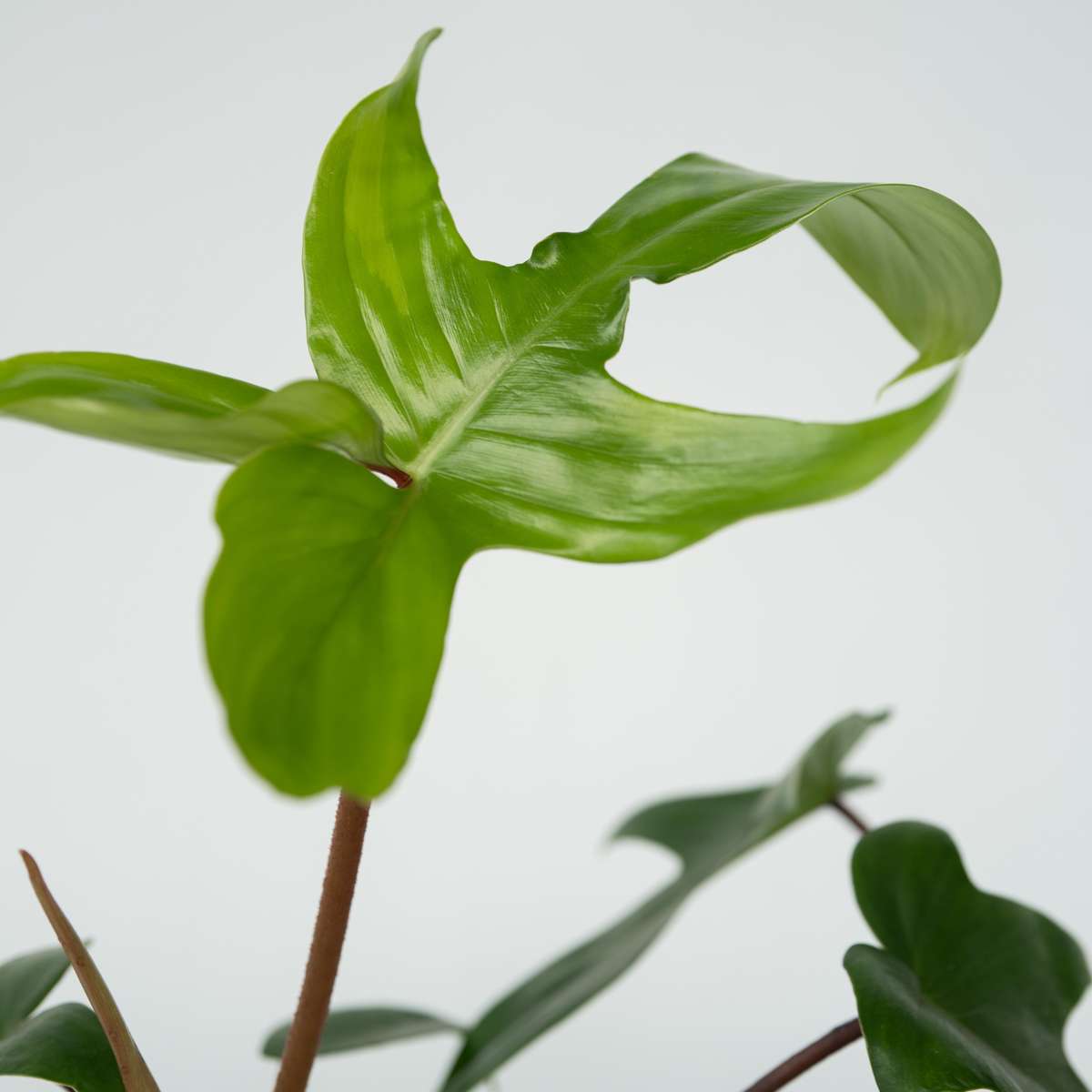 Sweetheart Plant - Philodendron 'Florida Green' - Height 20-30cm - ⌀12cm