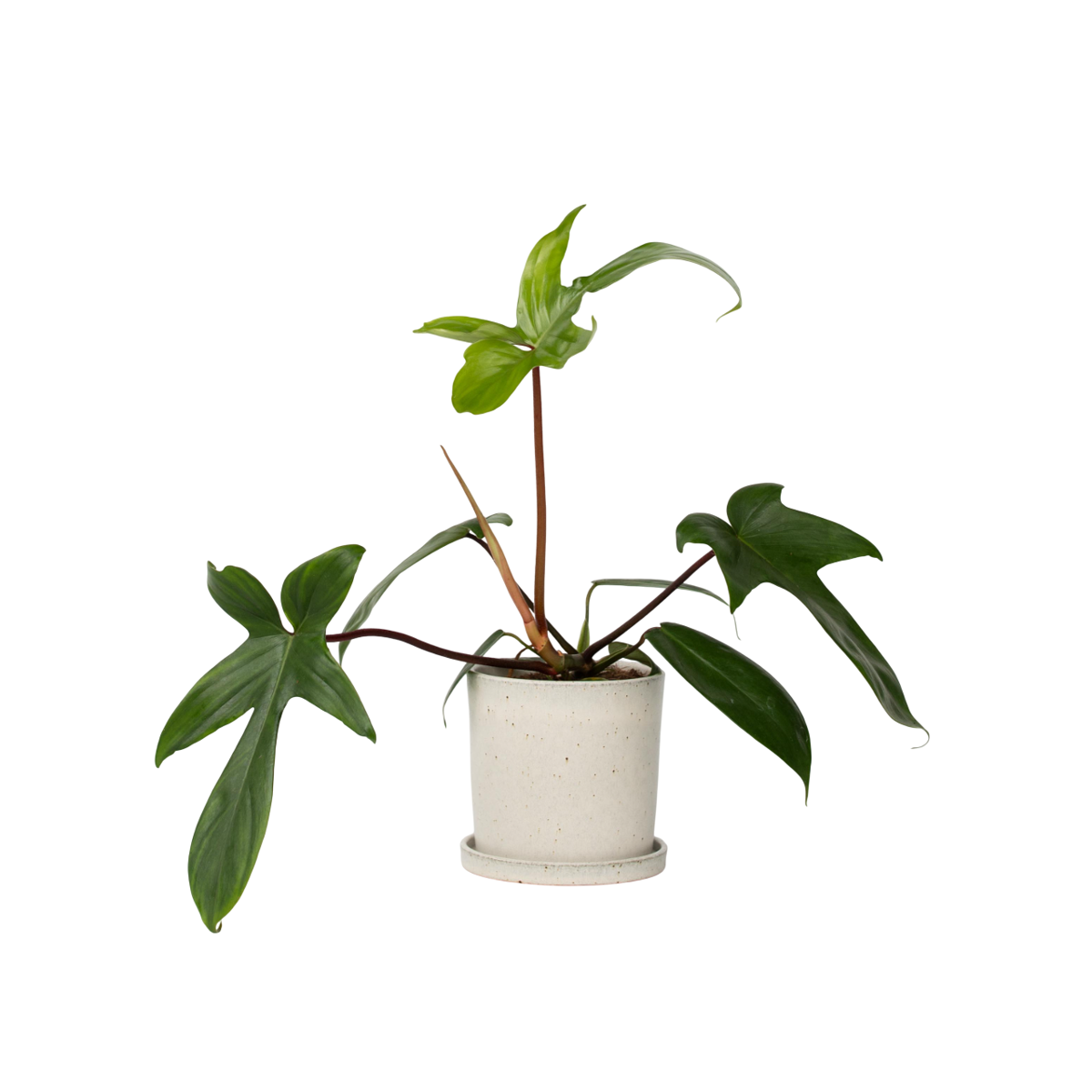 Sweetheart Plant - Philodendron 'Florida Green' - Height 20-30cm - ⌀12cm