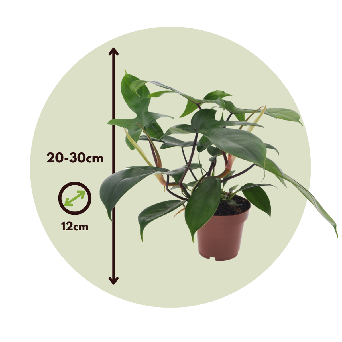Sweetheart Plant - Philodendron 'Florida Green' - Height 20-30cm - ⌀12cm