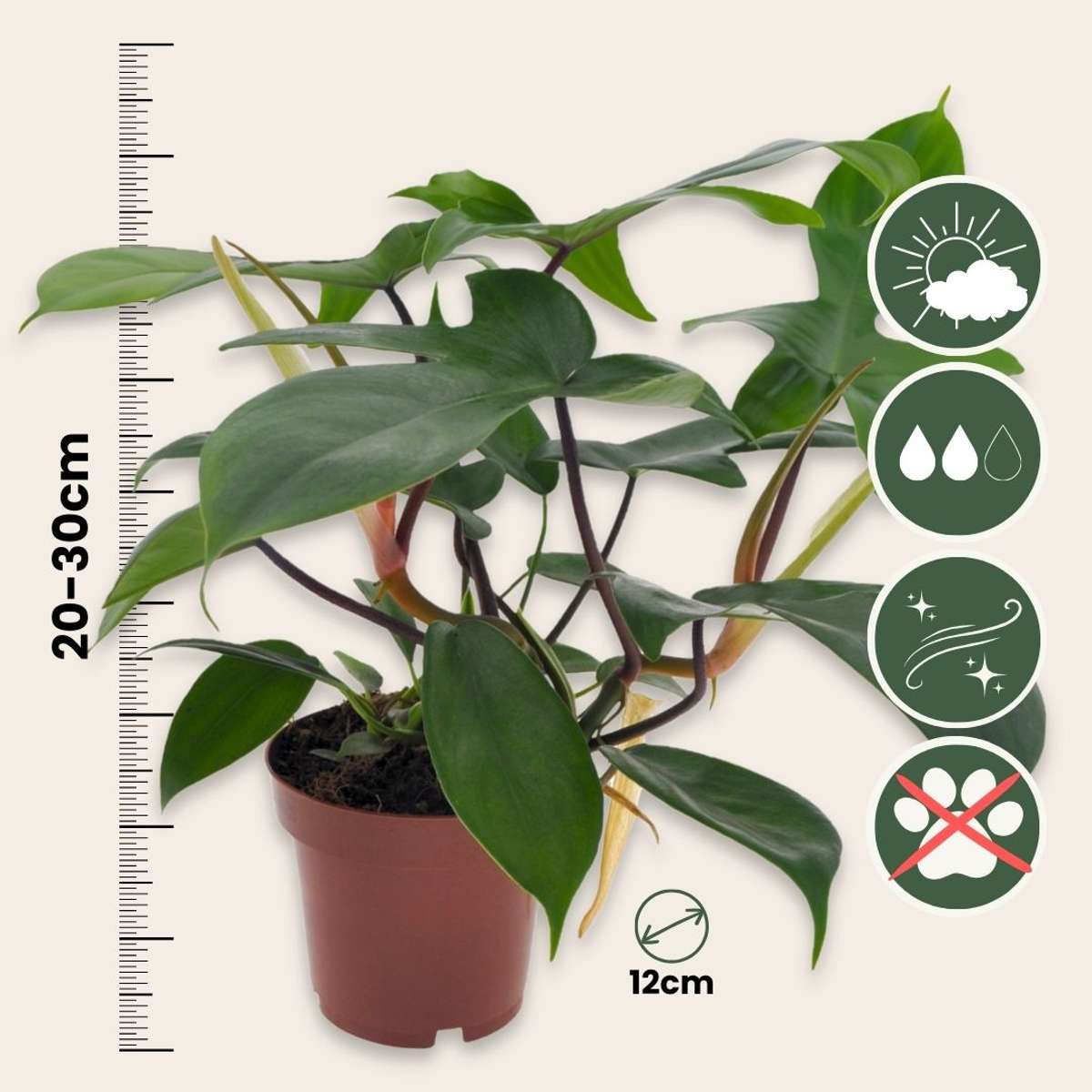 Plante verte - Philodendron 'Florida Green' - Hauteur 20-30cm - ⌀12cm