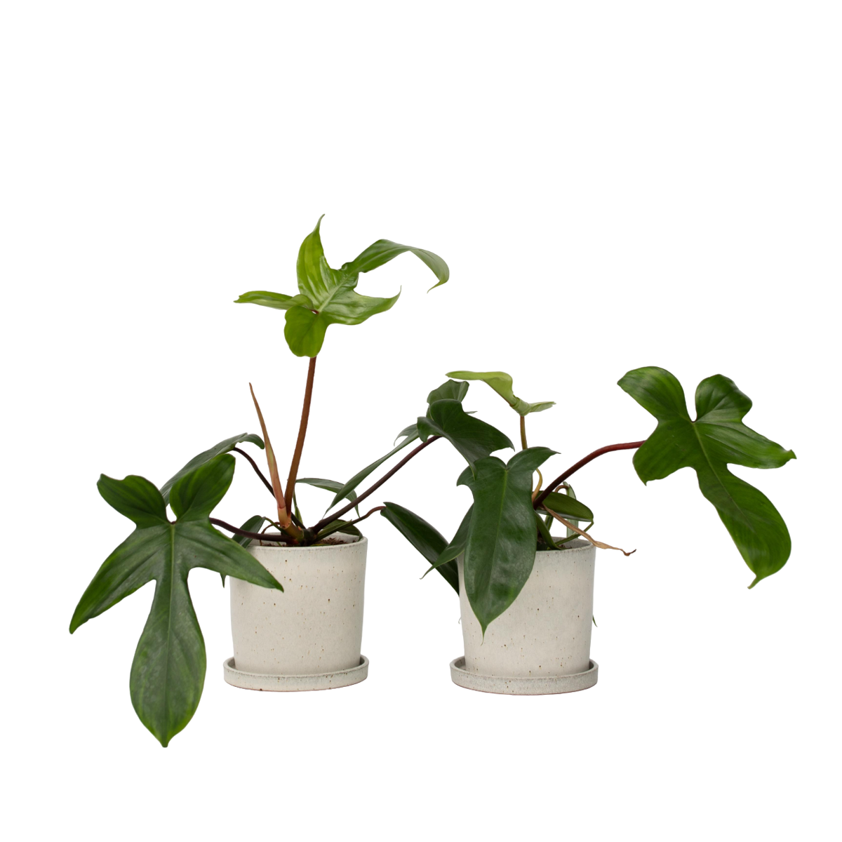 Plante verte - Set de 2 - Philodendron 'Florida Green' - Hauteur 20-30cm - ⌀12cm