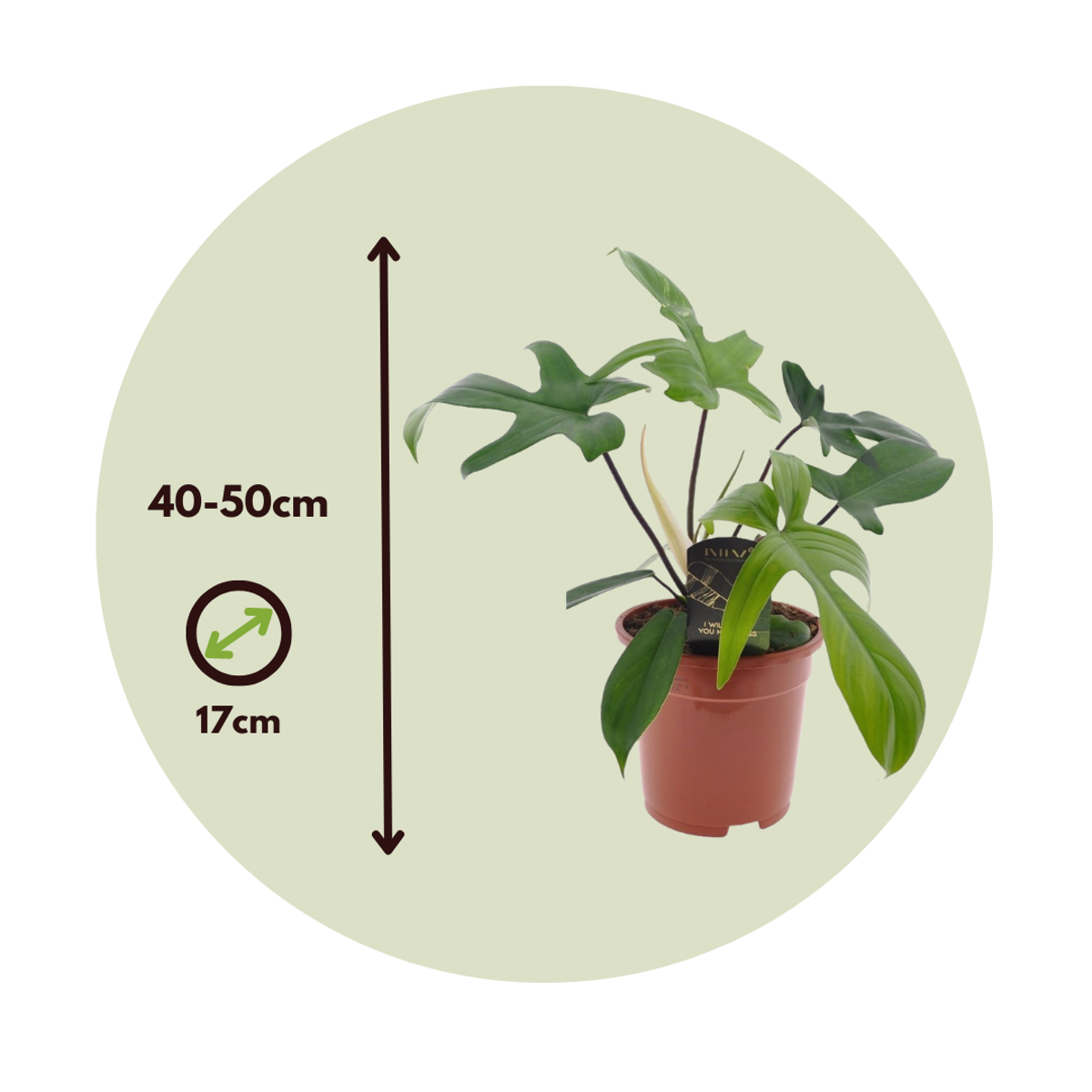 Plante verte - Philodendron 'Florida Green' - Hauteur 40-50cm - ⌀17cm