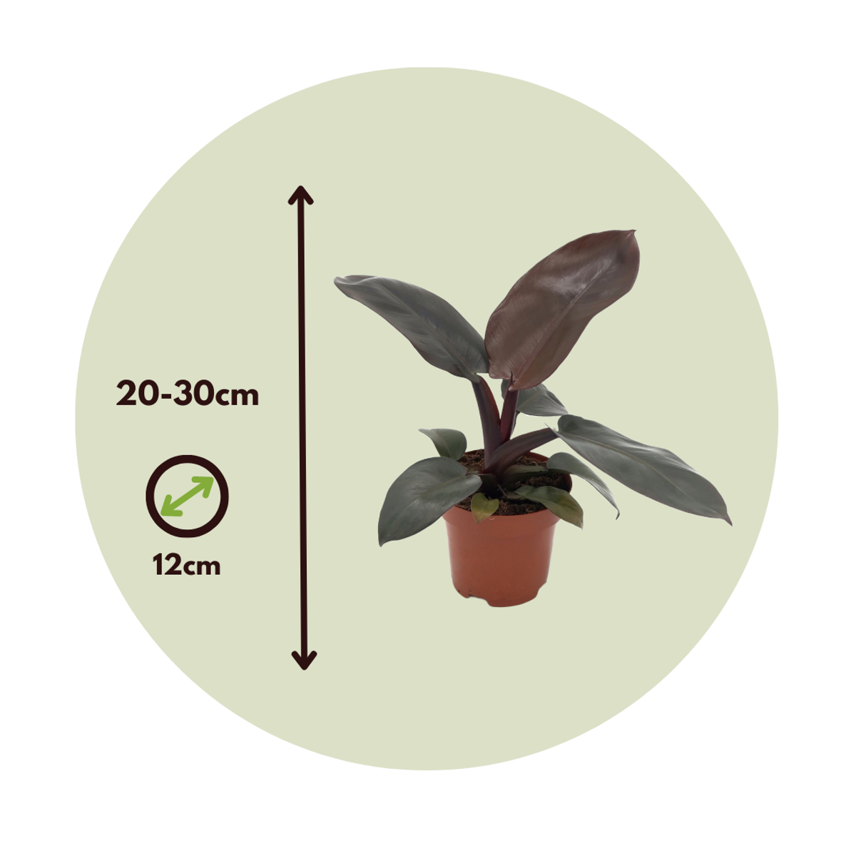 Plante verte - Philodendron 'Black Cardinal' - Hauteur 20-30cm - ⌀12cm - TD Plantz