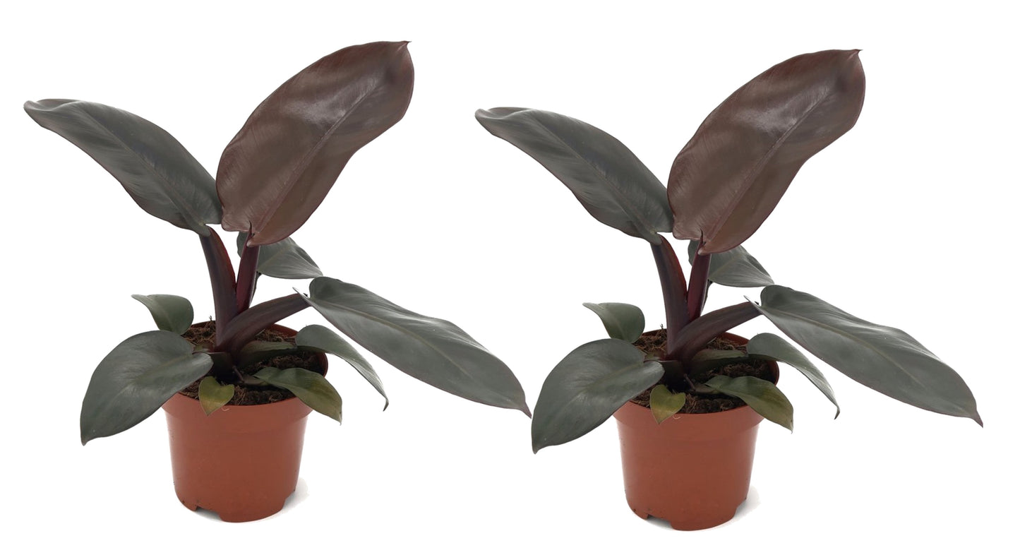 Plante verte - Set de 2 - Philodendron 'Black Cardinal' - H20-30cm - ⌀12cm