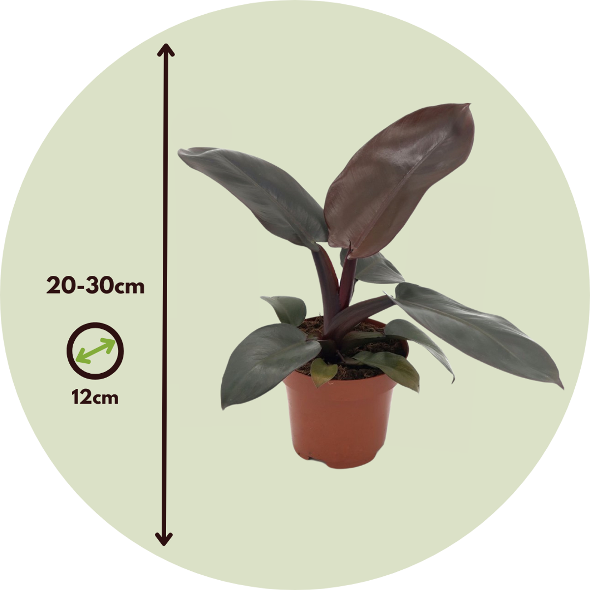 Plante verte - Set de 2 - Philodendron 'Black Cardinal' - H20-30cm - ⌀12cm