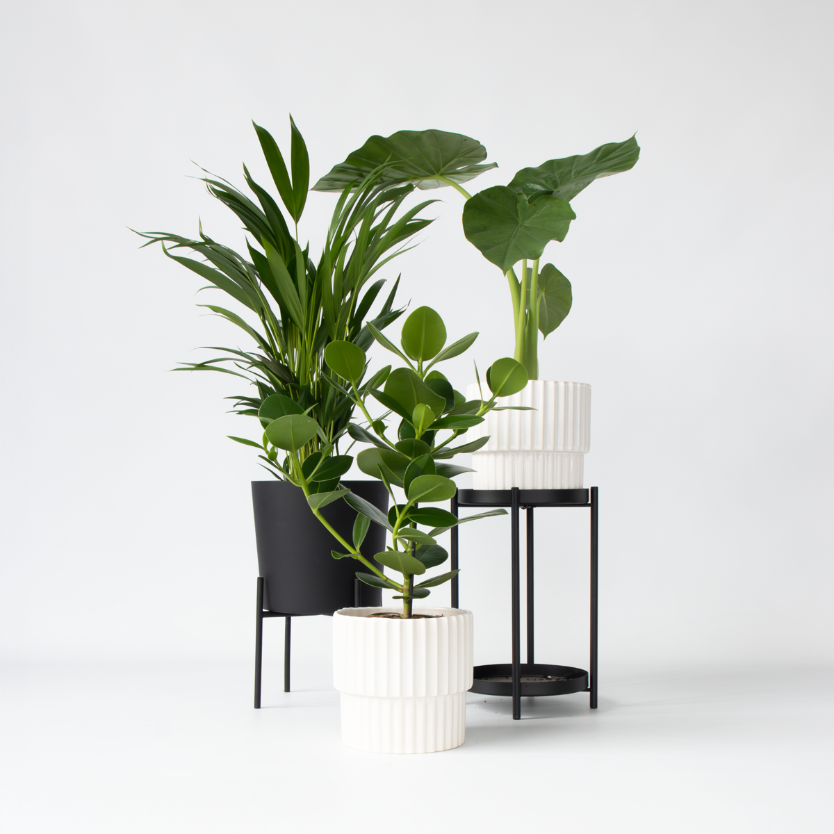 Fresh Green Mix - 3 pcs. - Dypsis, Clusia rosea, Alocasia - H50-70cm - ⌀17cm