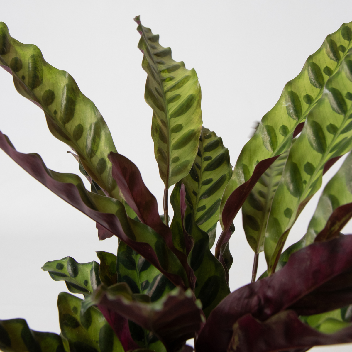 Mélange de plantes vertes d'intérieur - Set de 3 - Hauteur 25-40cm - ⌀12cm